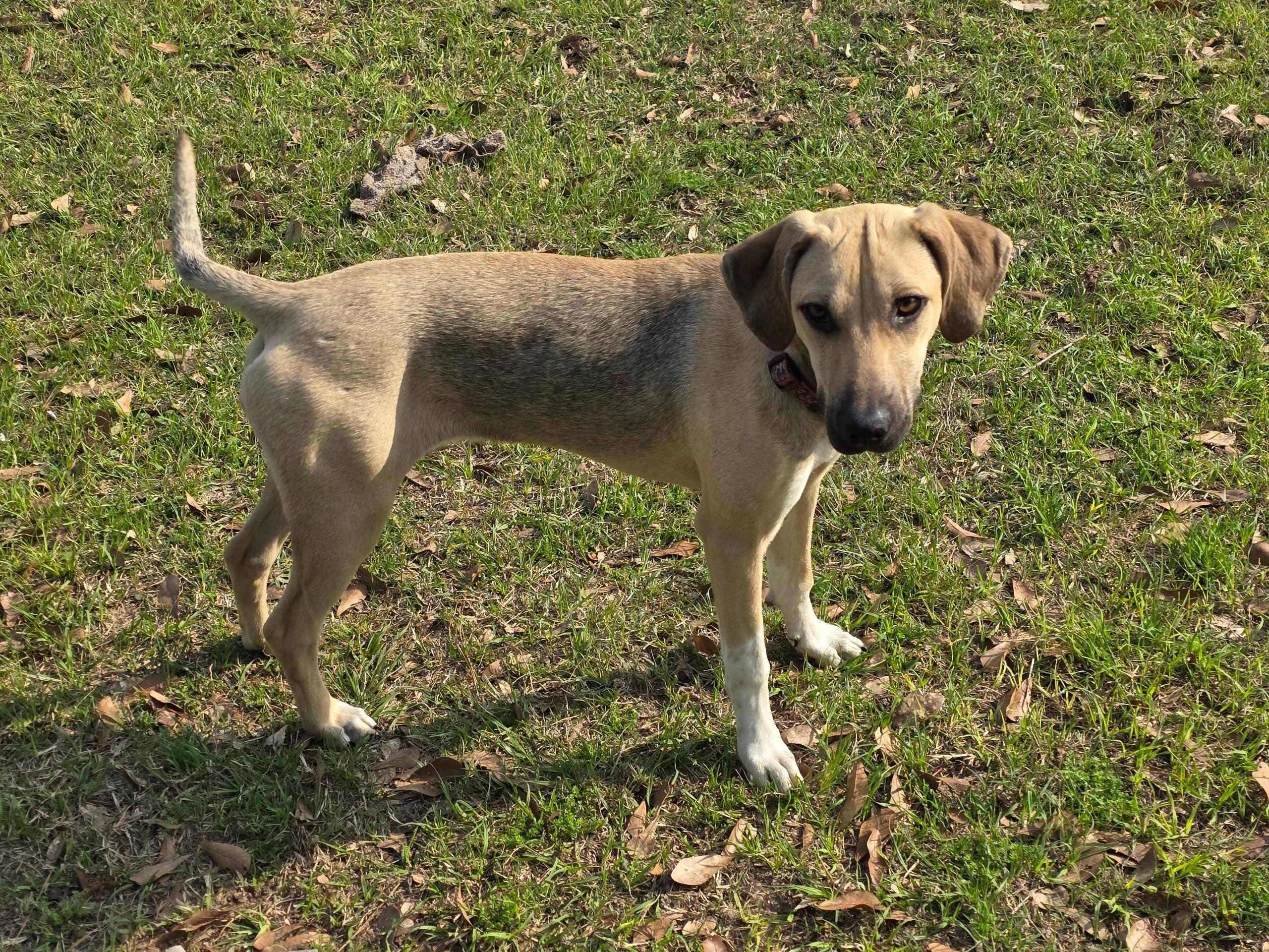 Enlarge Chase, a Adoptable mixed breed in Appleton, WI image 2/3