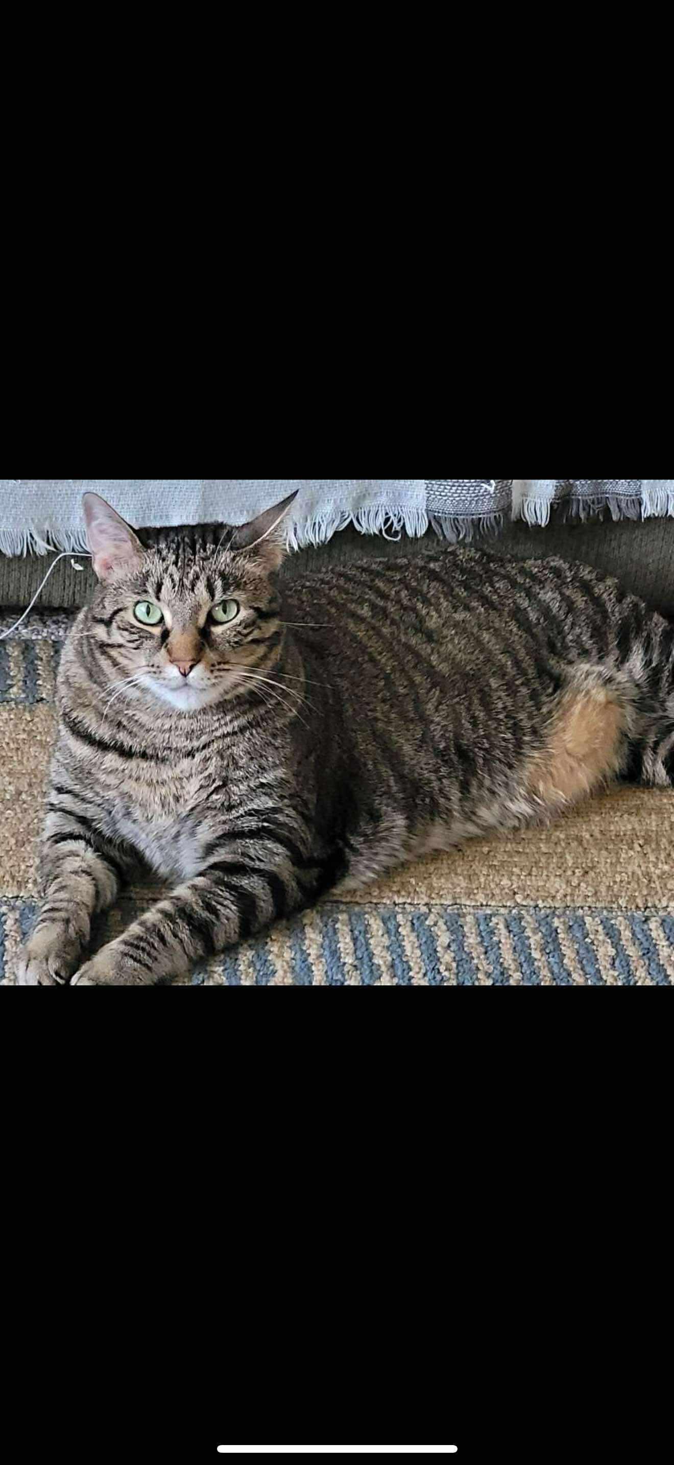 Pet Image