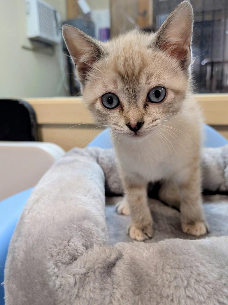 General Custard, Adopted, Kitten Male Domestic Short Hair.