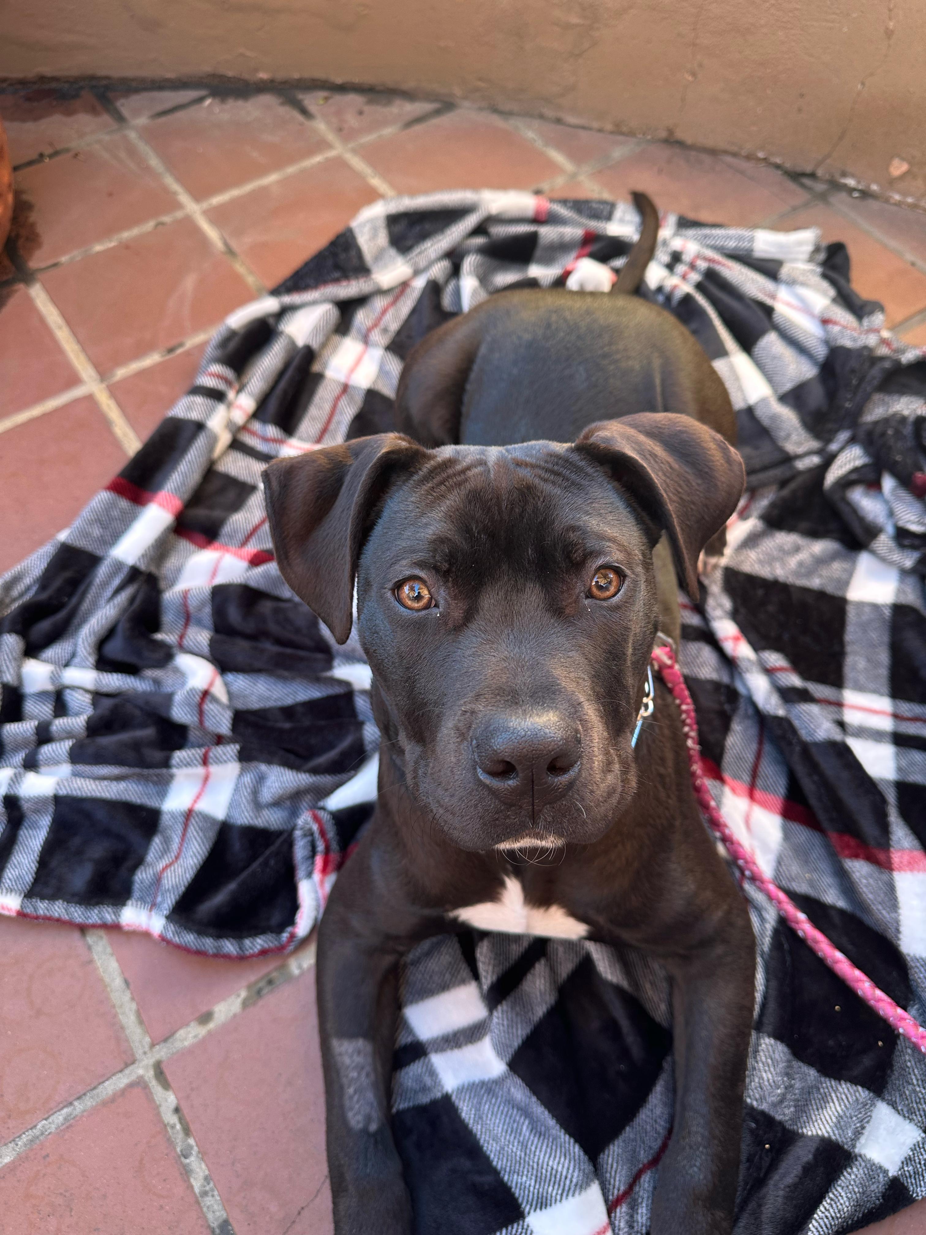 Enlarge Five, a ADOPTABLE Pit Bull Terrier in San Diego, CA image 1/6