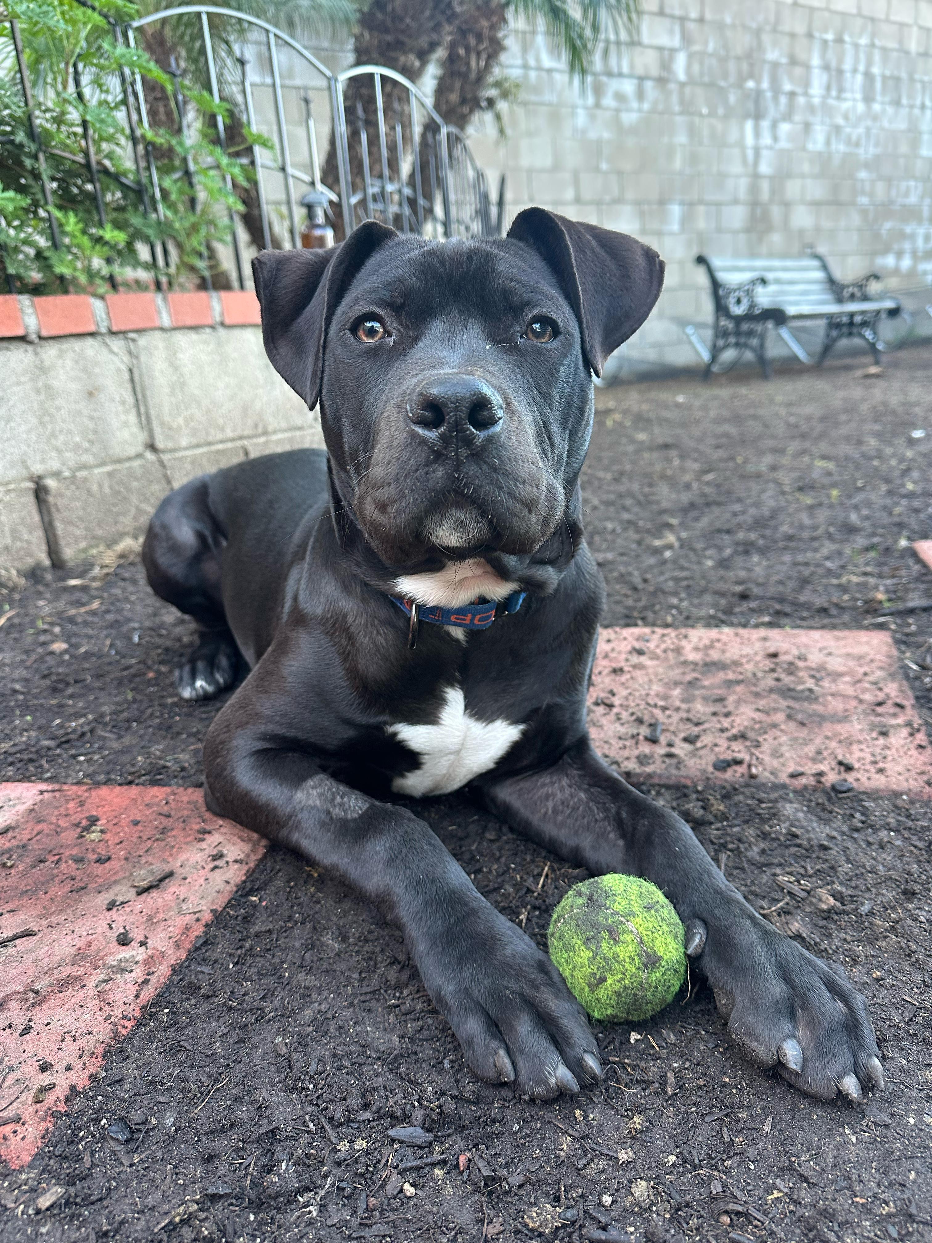 Enlarge Five, a ADOPTABLE Pit Bull Terrier in San Diego, CA image 3/6