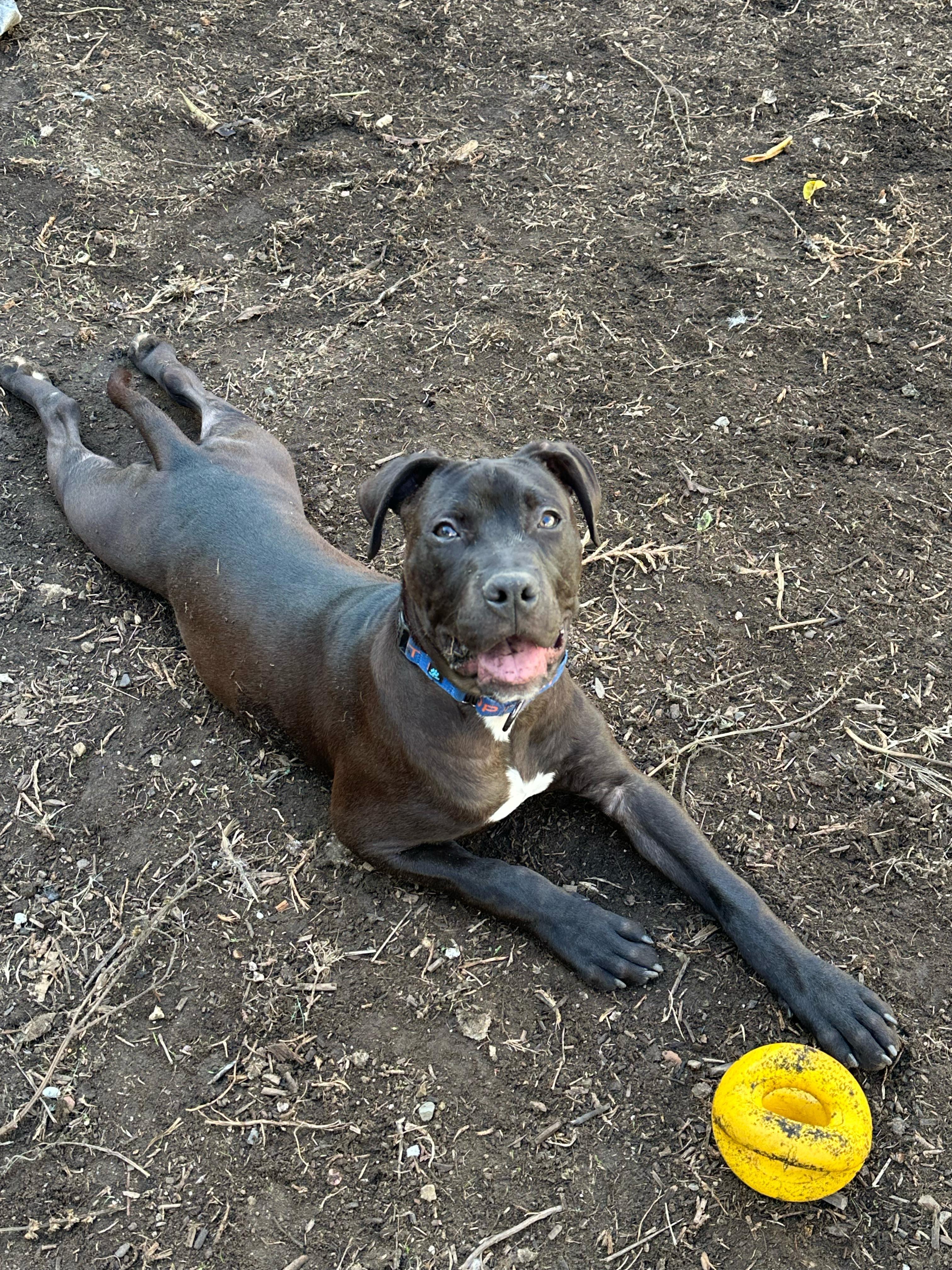 Enlarge Five, a ADOPTABLE Pit Bull Terrier in San Diego, CA image 4/6