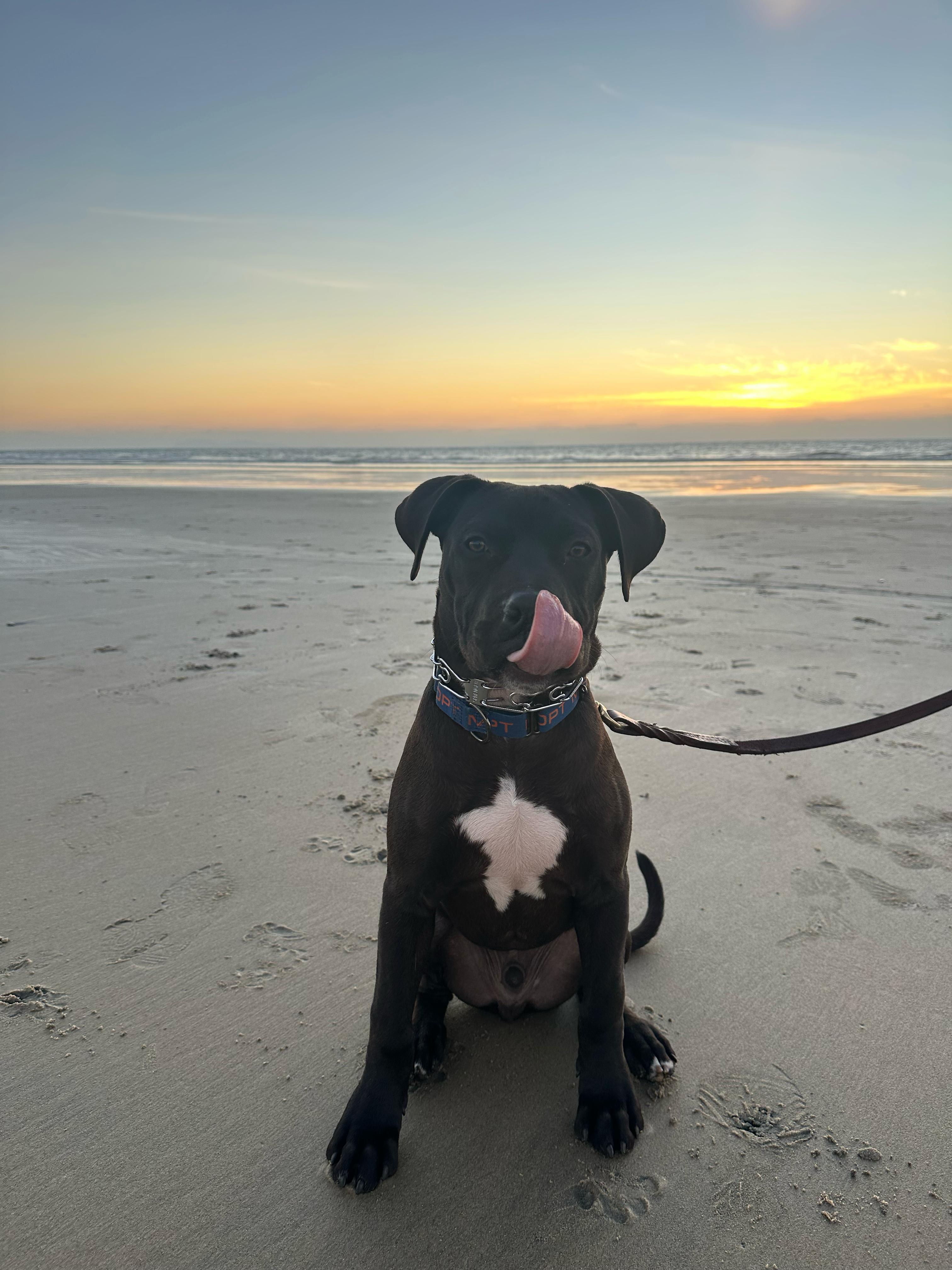 Enlarge Five, a ADOPTABLE Pit Bull Terrier in San Diego, CA image 2/6