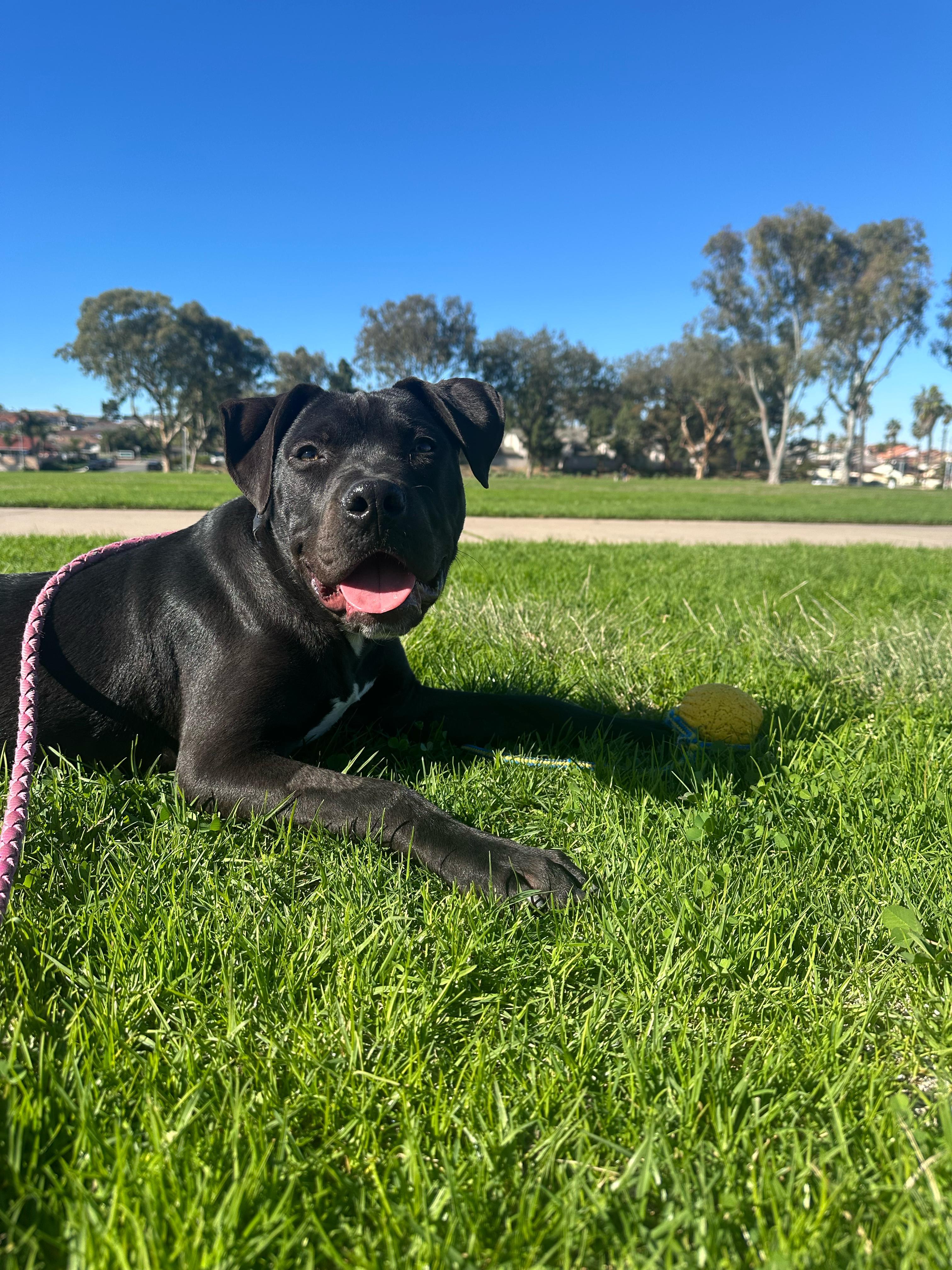 Enlarge Five, a ADOPTABLE Pit Bull Terrier in San Diego, CA image 5/6