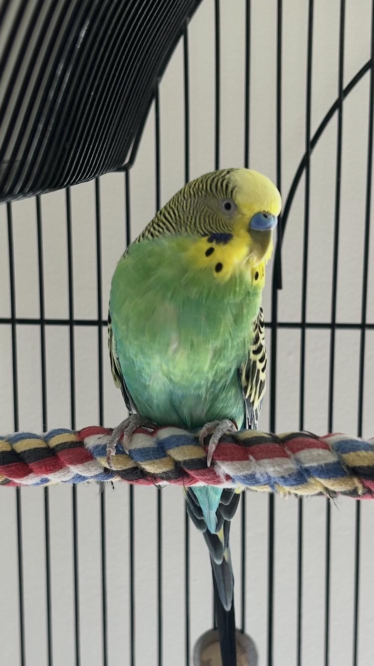 Piper, a Adoptable Budgie / Budgerigar in Belford, NJ image 2/3