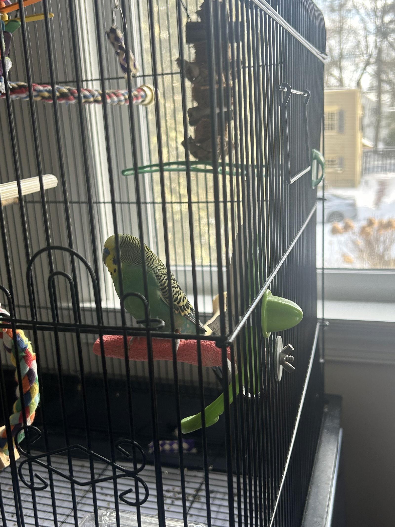 Enlarge Piper, a Adoptable Budgie / Budgerigar in Belford, NJ image 2/2