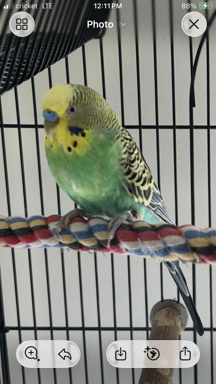 Piper, a Adoptable Budgie / Budgerigar in Belford, NJ image 3/3