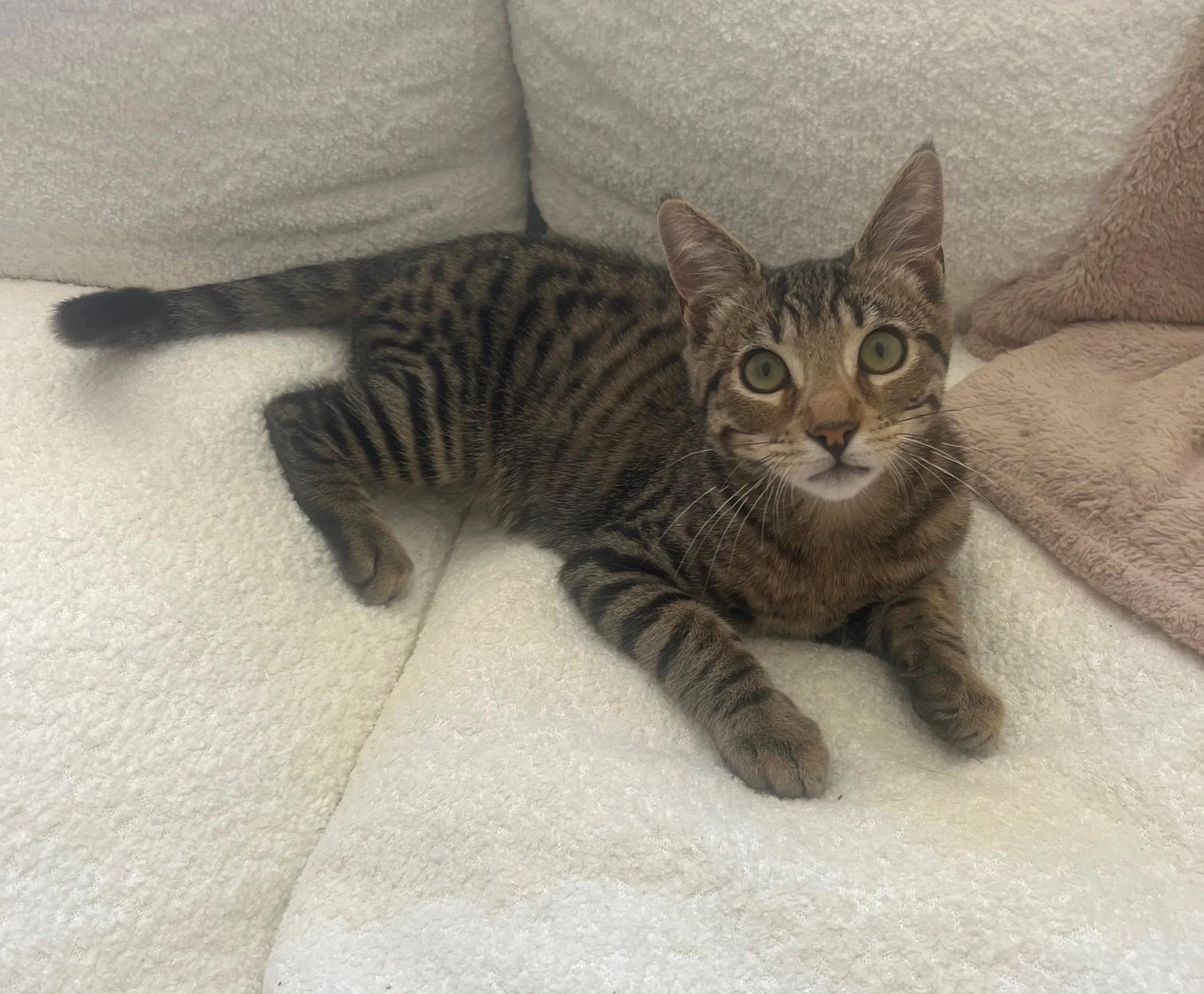 Enlarge Mr Gimpy, a ADOPTABLE mixed breed in Mission Viejo, CA image 2/2