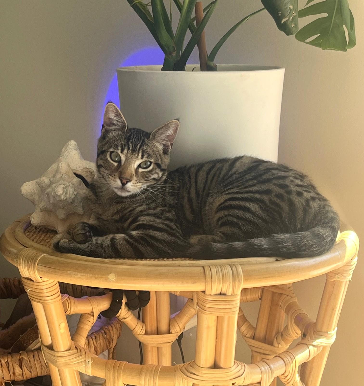 Enlarge Mr Gimpy, a ADOPTABLE mixed breed in Mission Viejo, CA image 1/2