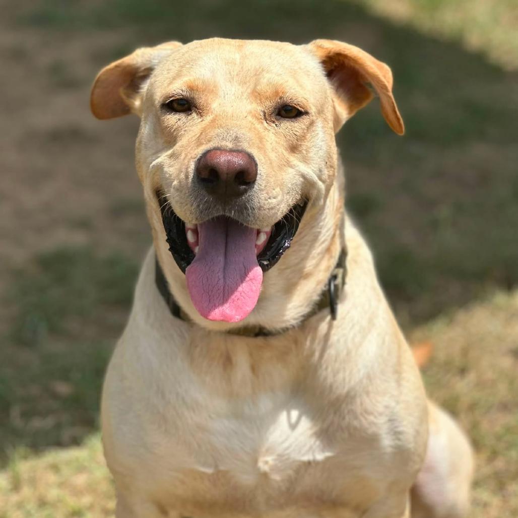 Enlarge Teddy, a Adoptable mixed breed in Marshall, TX image 1/6