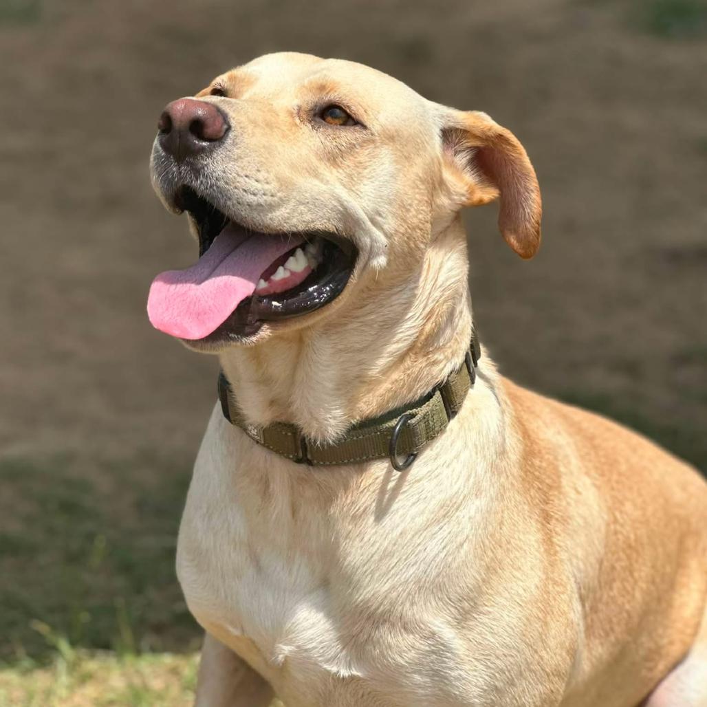 Enlarge Teddy, a Adoptable mixed breed in Marshall, TX image 2/6