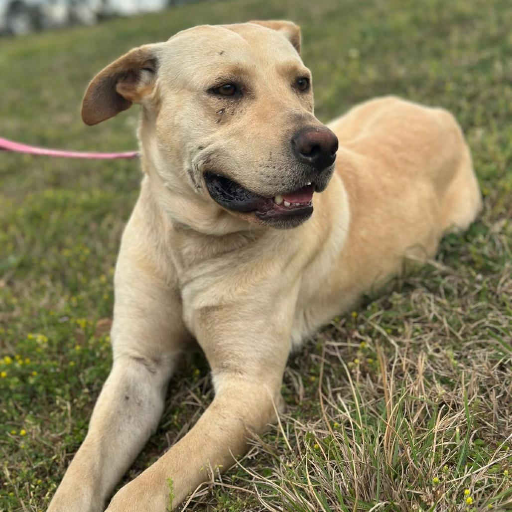 Teddy, Adoptable, Adult Male Golden Retriever & Mixed Breed.