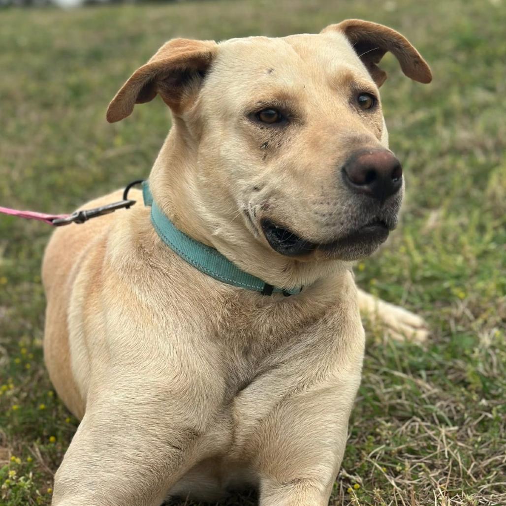 Enlarge Teddy, a Adoptable mixed breed in Marshall, TX image 2/2