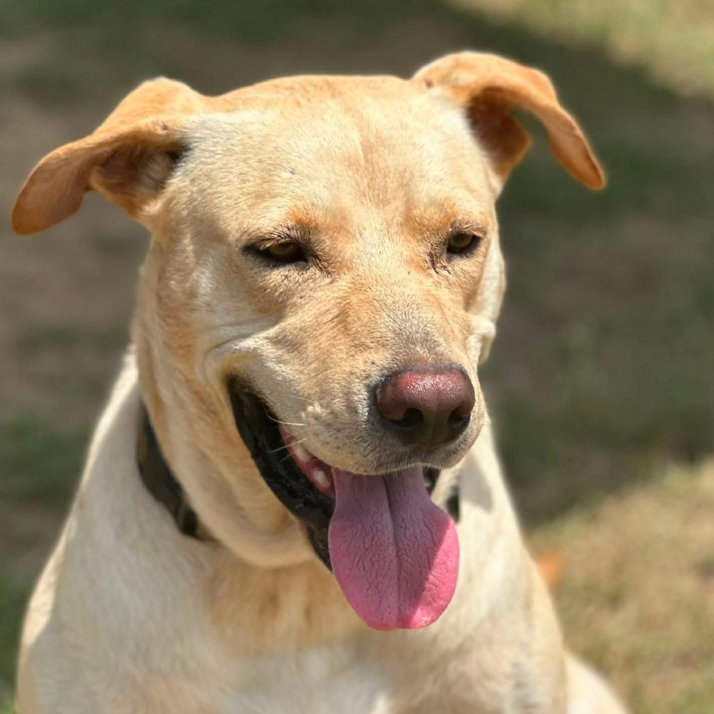Enlarge Teddy, a Adoptable mixed breed in Marshall, TX image 5/6