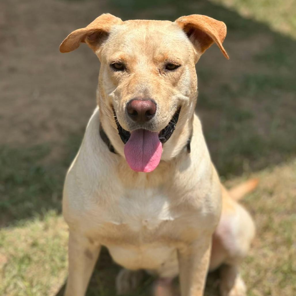 Enlarge Teddy, a Adoptable mixed breed in Marshall, TX image 6/6