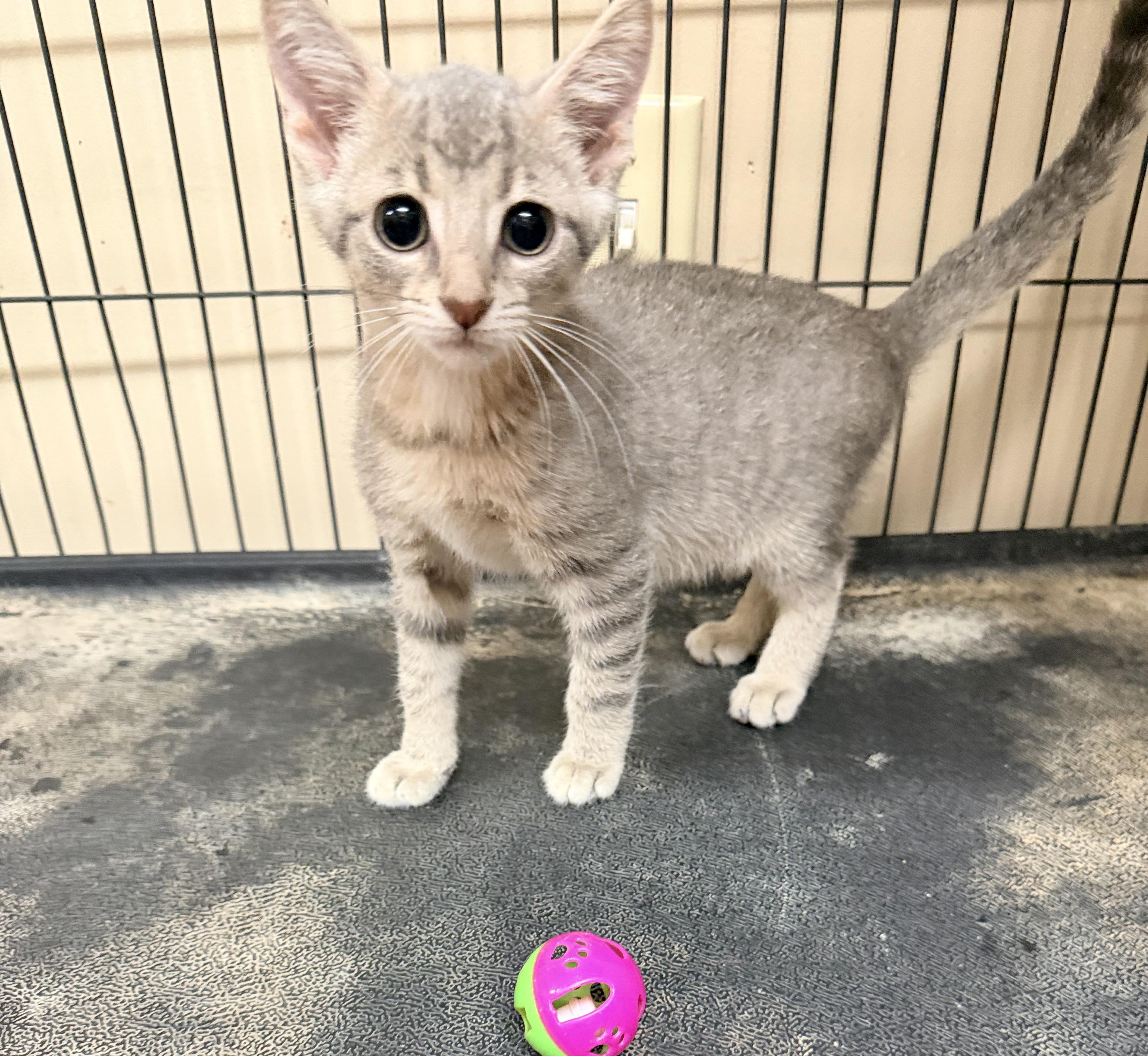 Walter, ADOPTABLE, Kitten Male Domestic Short Hair.