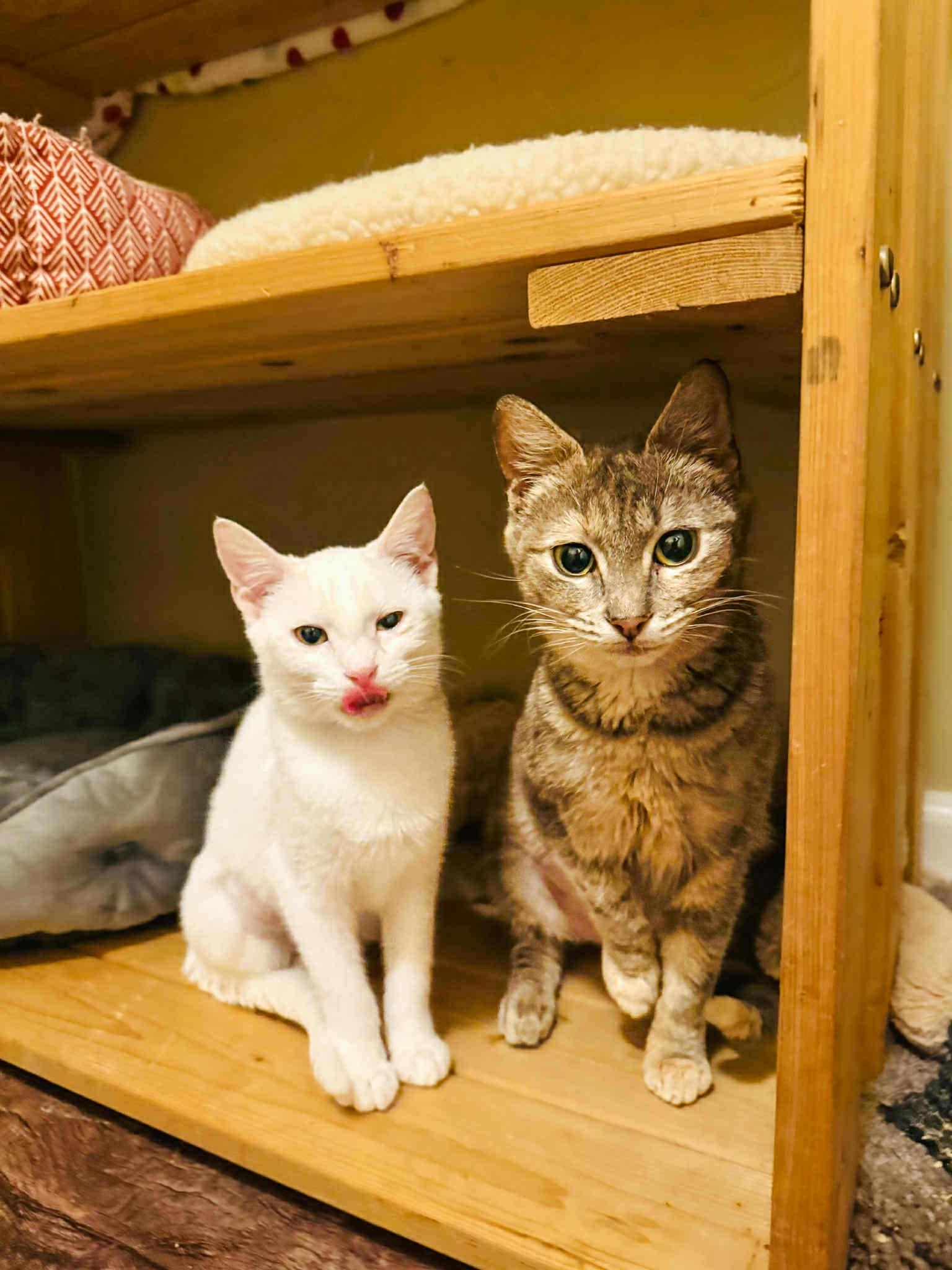 Enlarge Mouse and Weasel , a Adoptable Domestic Short Hair in Charlotte, NC image 2/6