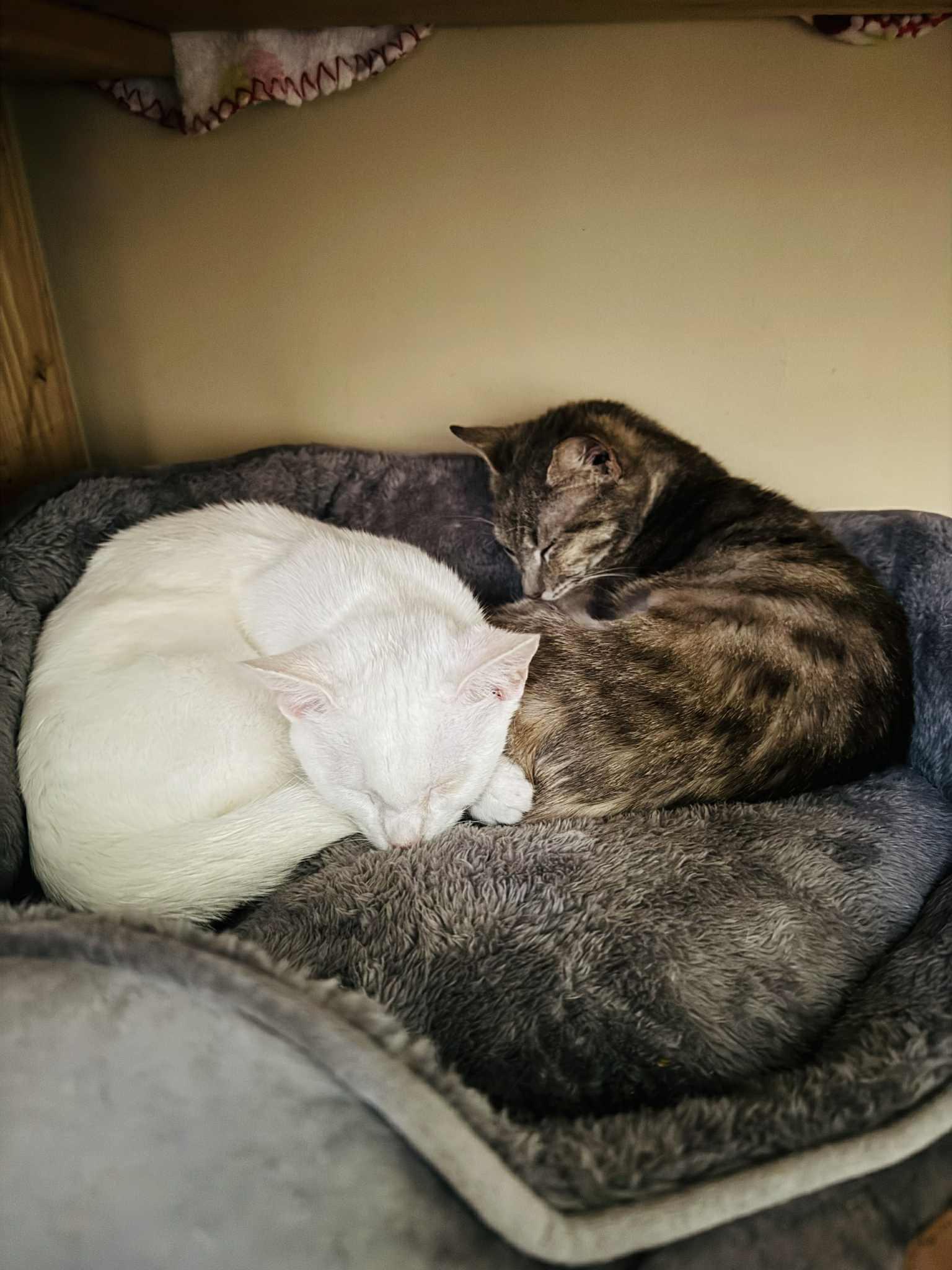 Enlarge Mouse and Weasel , a Adoptable Domestic Short Hair in Charlotte, NC image 5/6