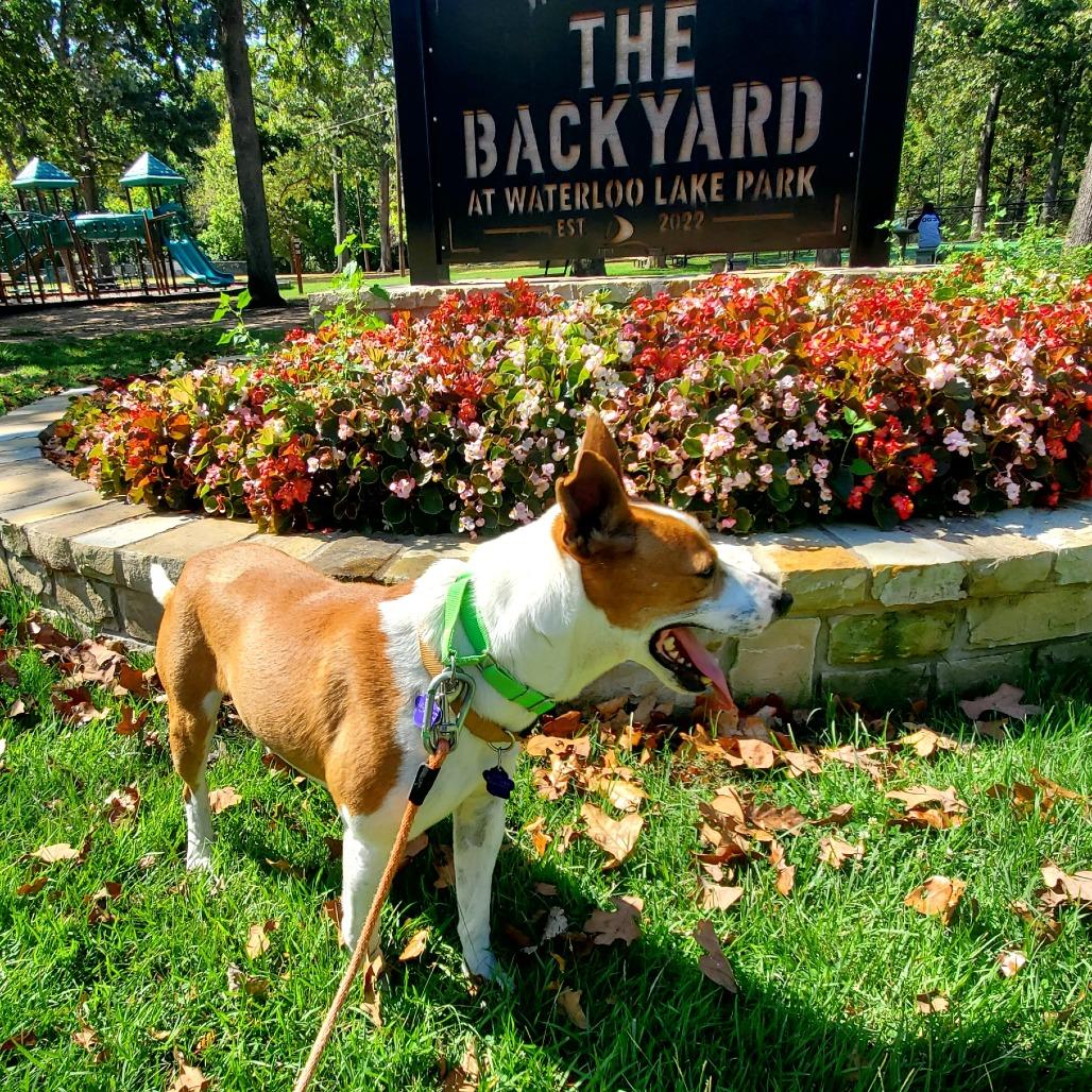 Frazier, Adoptable, Adult Male Basenji & Mixed Breed.