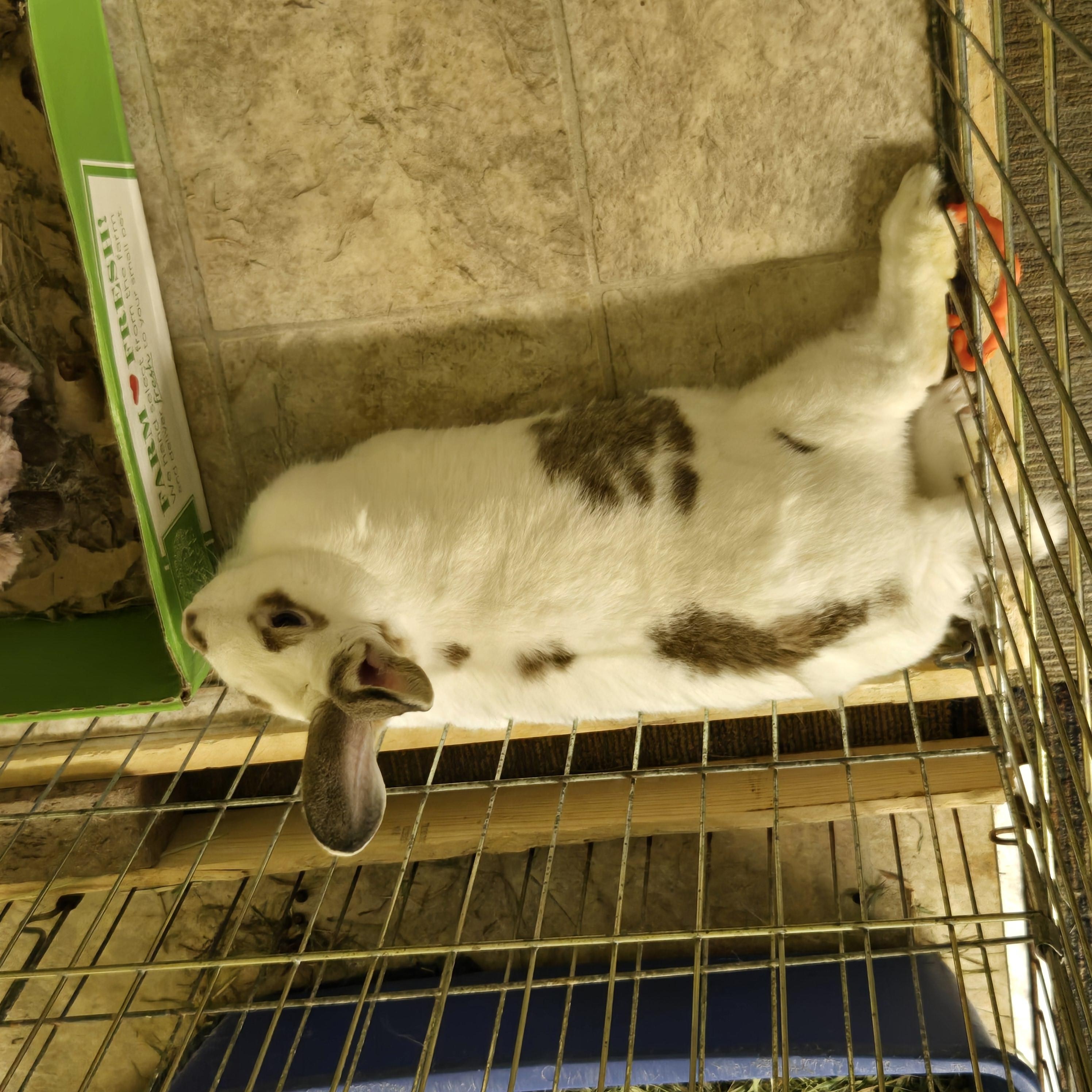 Phileap, Adoptable, Young Male English Spot.