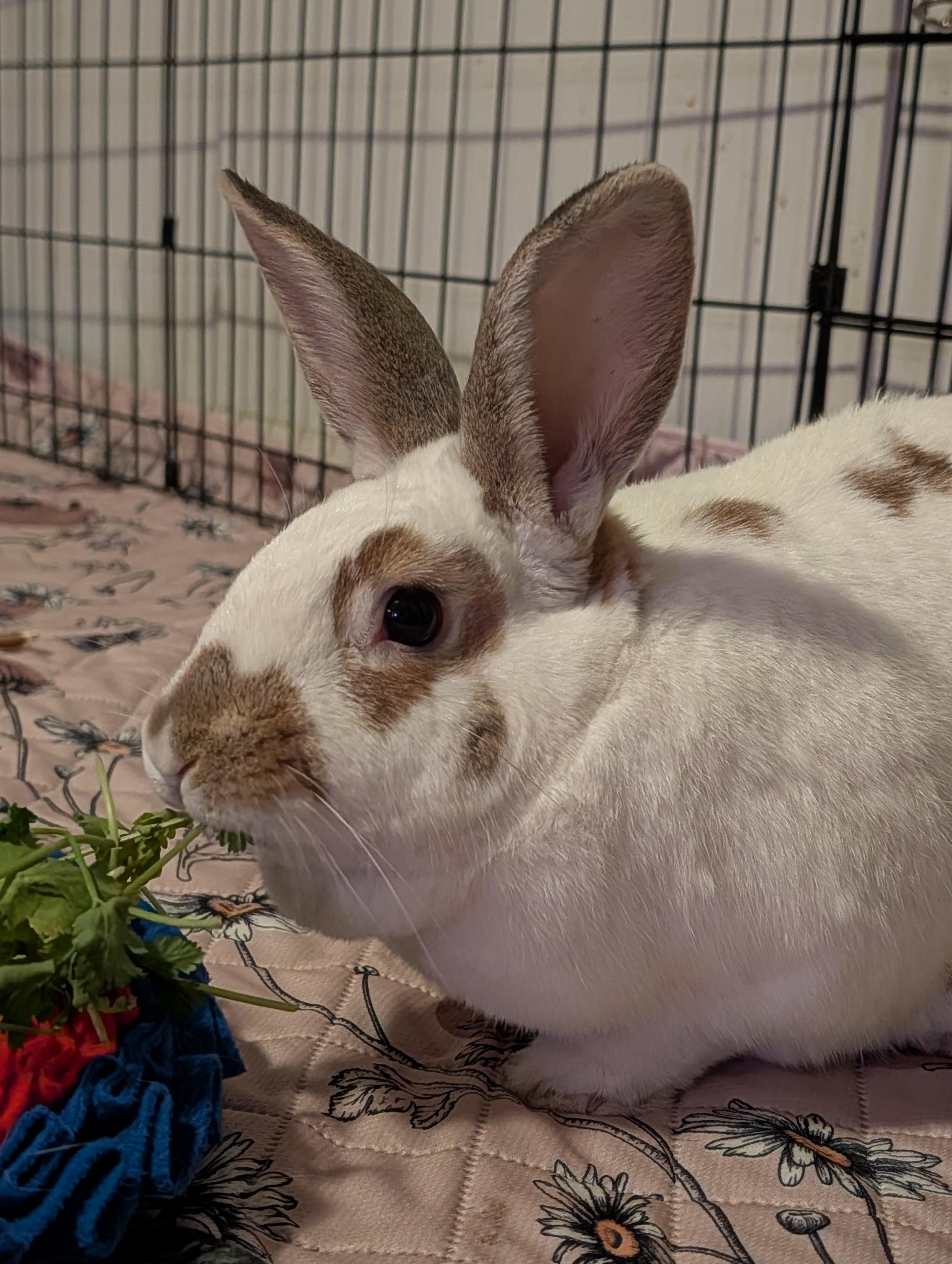 Phileap, a Adoptable mixed breed in Akron, OH image 1/4