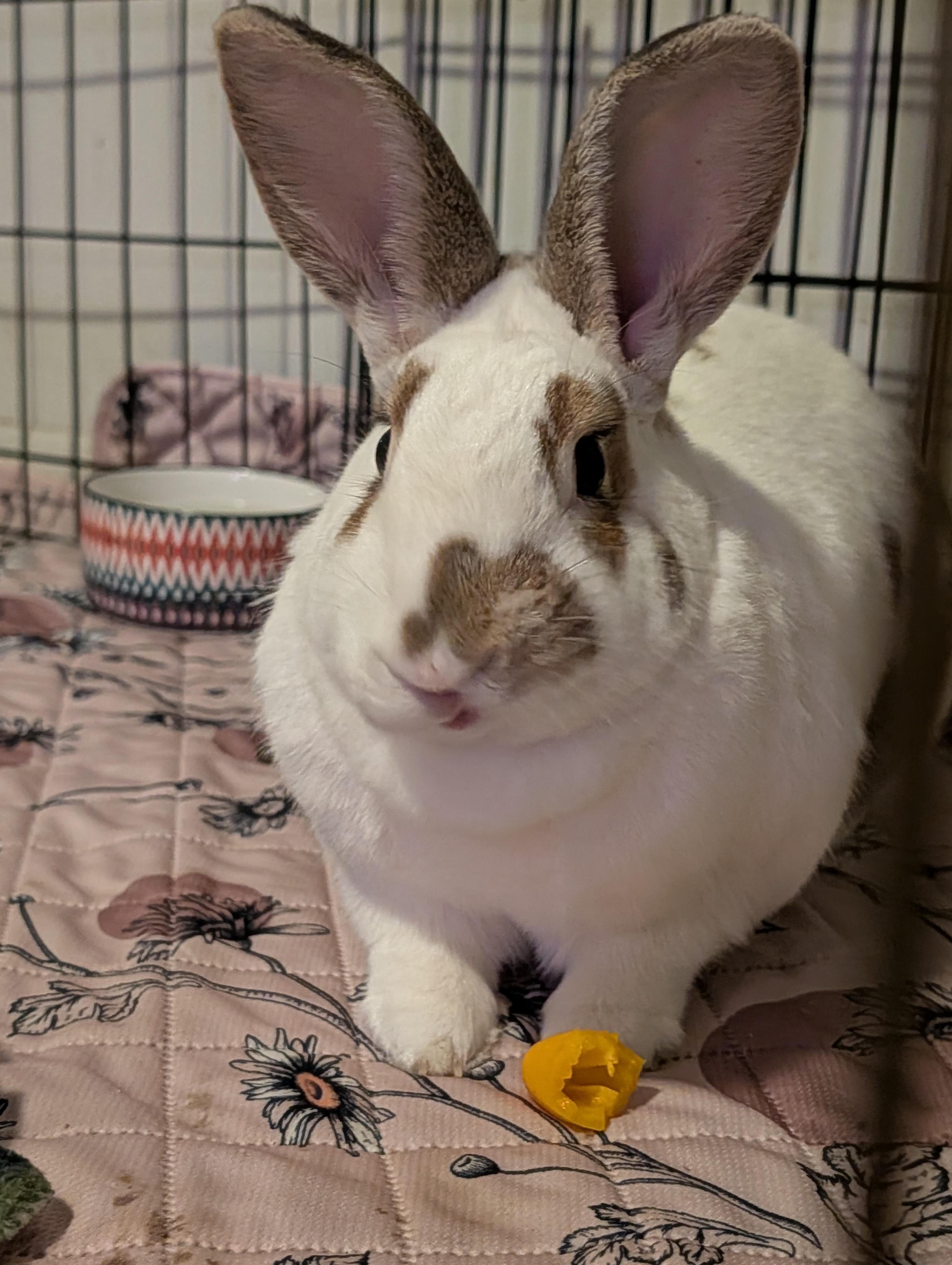 Phileap, a Adoptable mixed breed in Akron, OH image 3/4