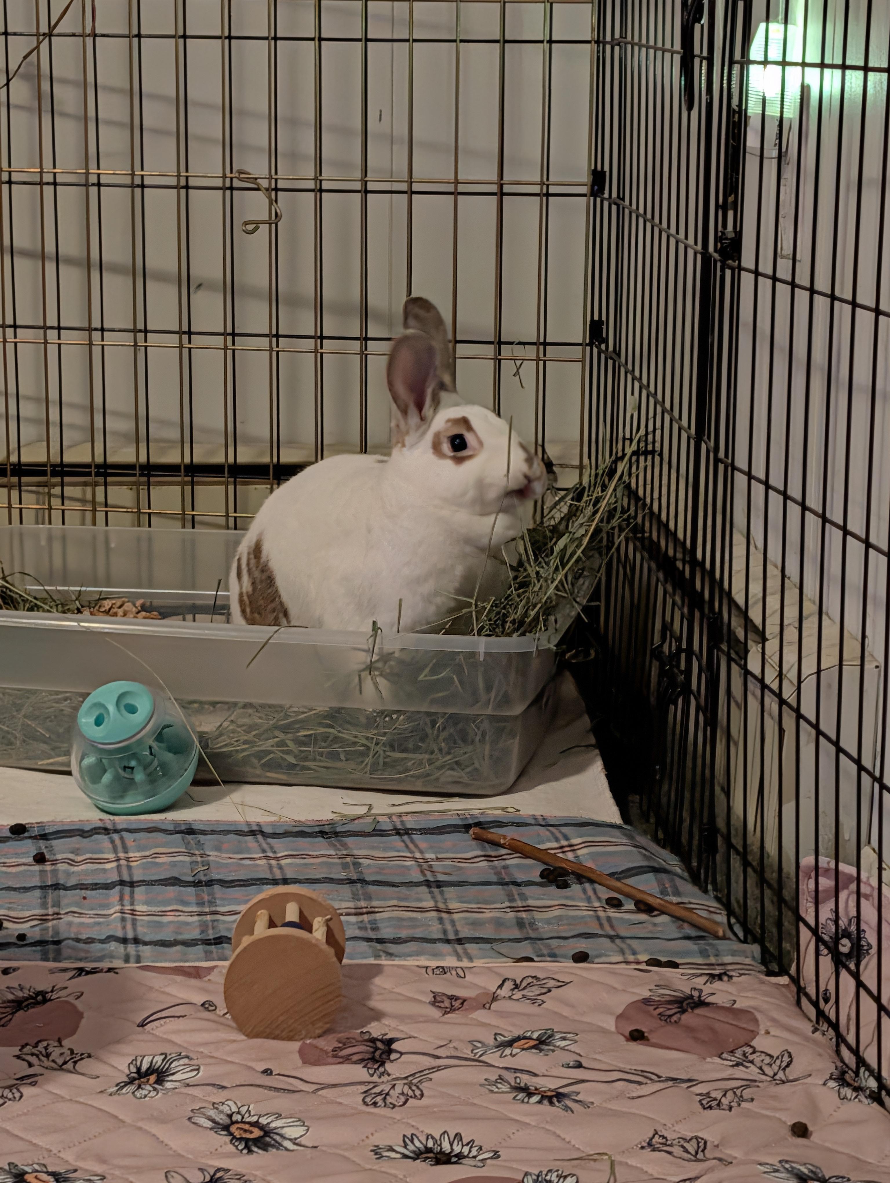 Phileap, a Adoptable mixed breed in Akron, OH image 2/4