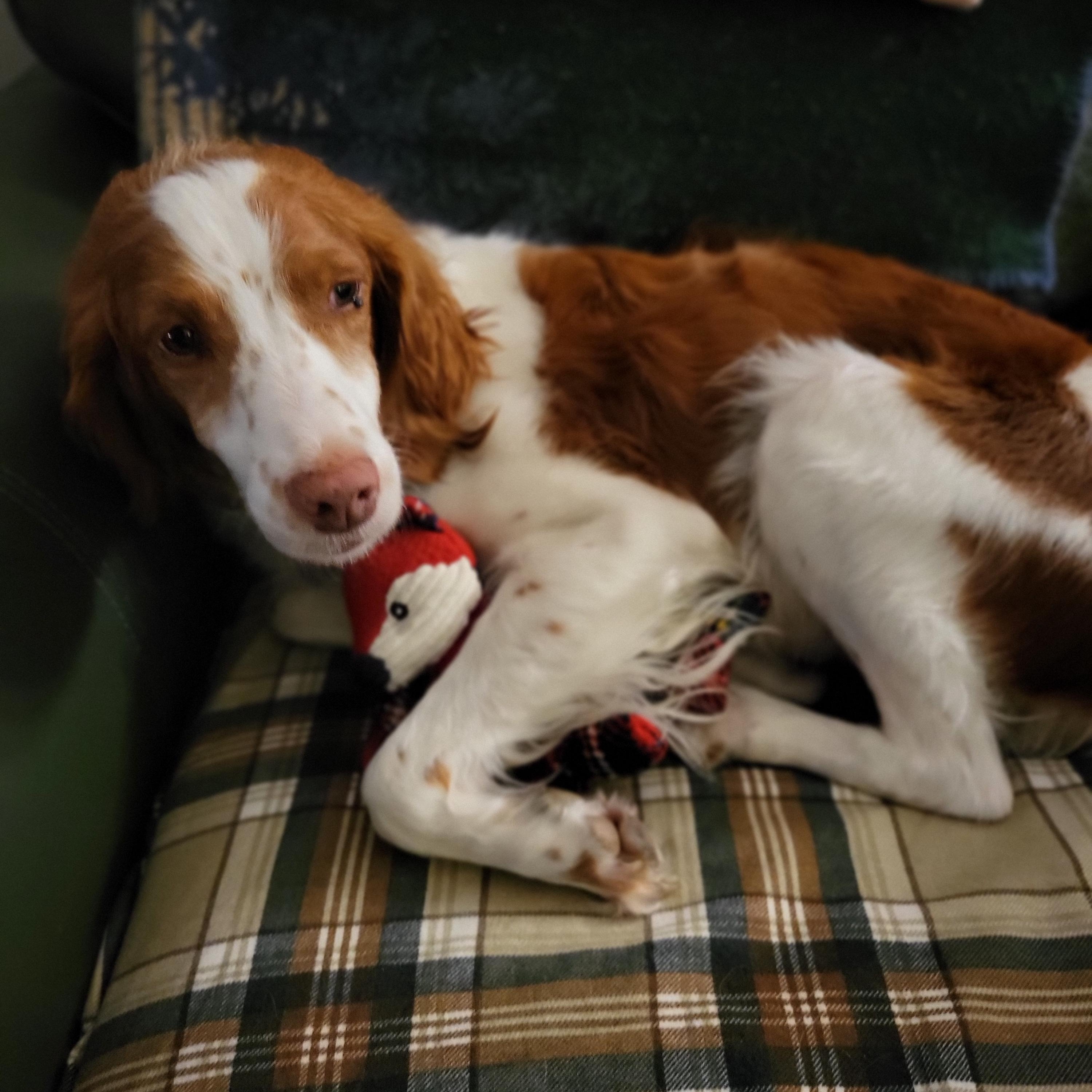 Cassy, a ADOPTABLE Brittany Spaniel in Marion, MA image 3/3