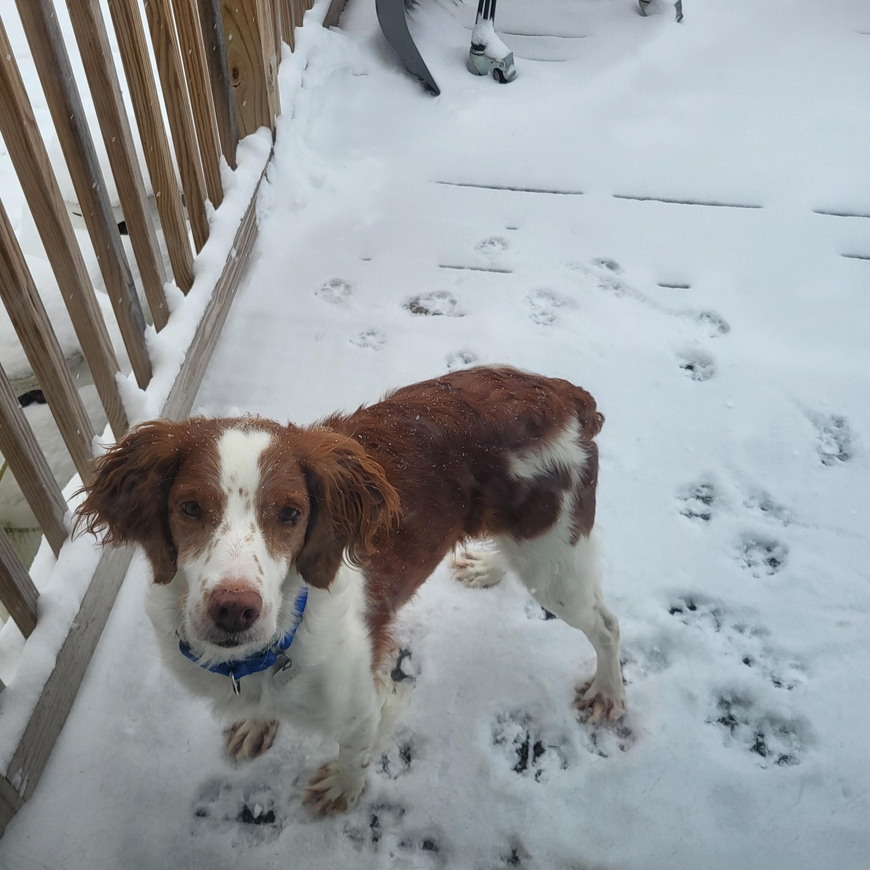 Cassy, ADOPTABLE, Adult Female Brittany Spaniel.