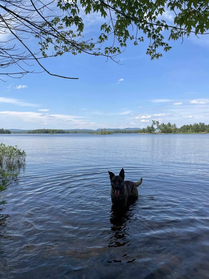 Enlarge Duke, a Adoptable mixed breed in Ottawa, ON image 5/6