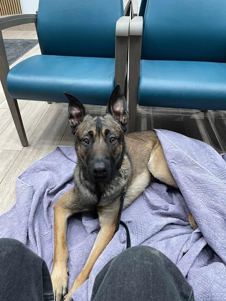 Enlarge Duke, a Adoptable mixed breed in Ottawa, ON image 2/6