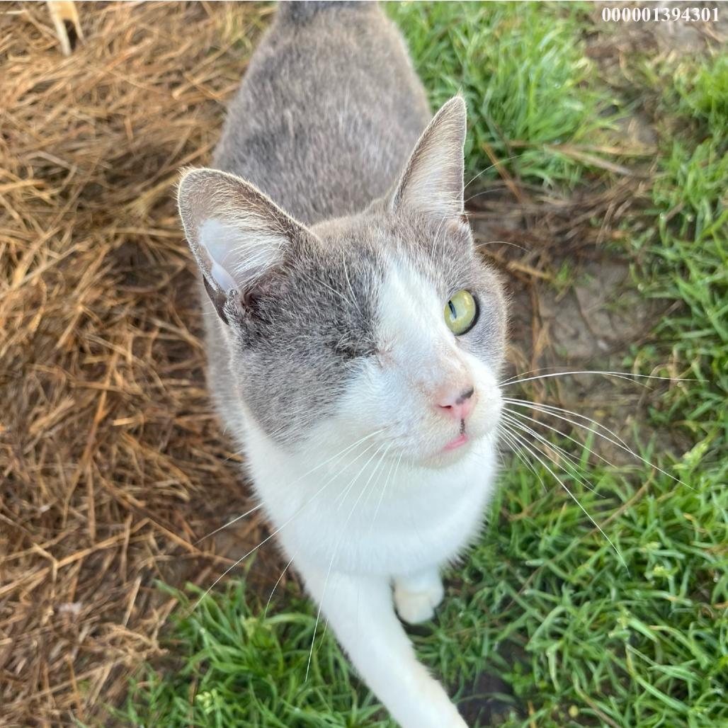 Sharlynn, Adoptable, Adult Female Domestic Short Hair.