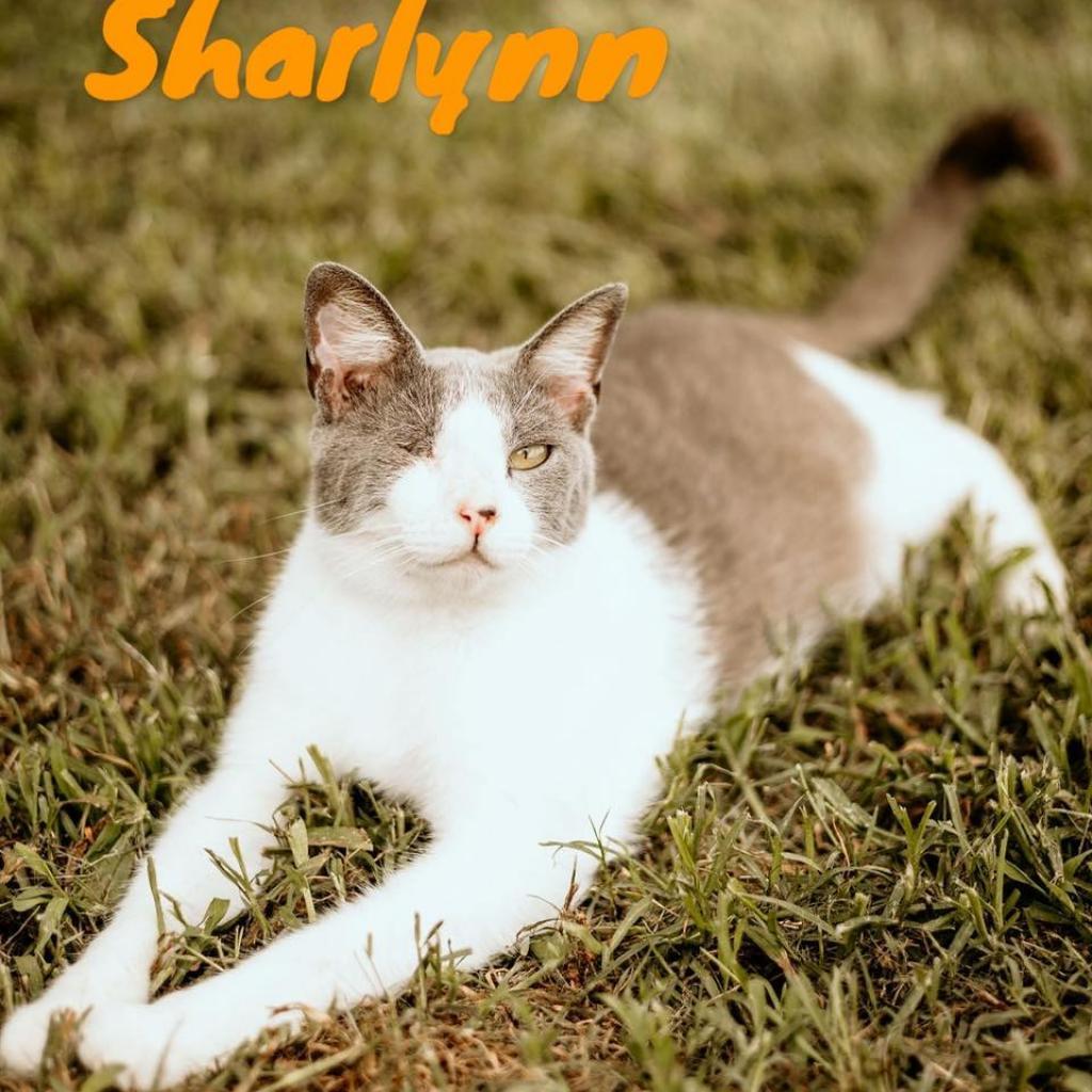 Enlarge Sharlynn, a Adoptable Domestic Short Hair in Nashville, GA image 2/3