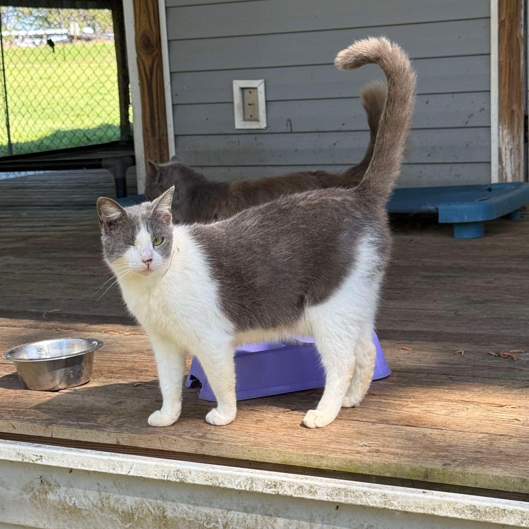 Enlarge Sharlynn, a Adoptable Domestic Short Hair in Nashville, GA image 3/3