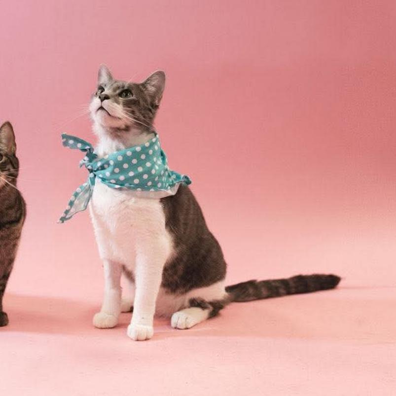 Al Purrchino, Adoptable, Adult Male Domestic Short Hair.