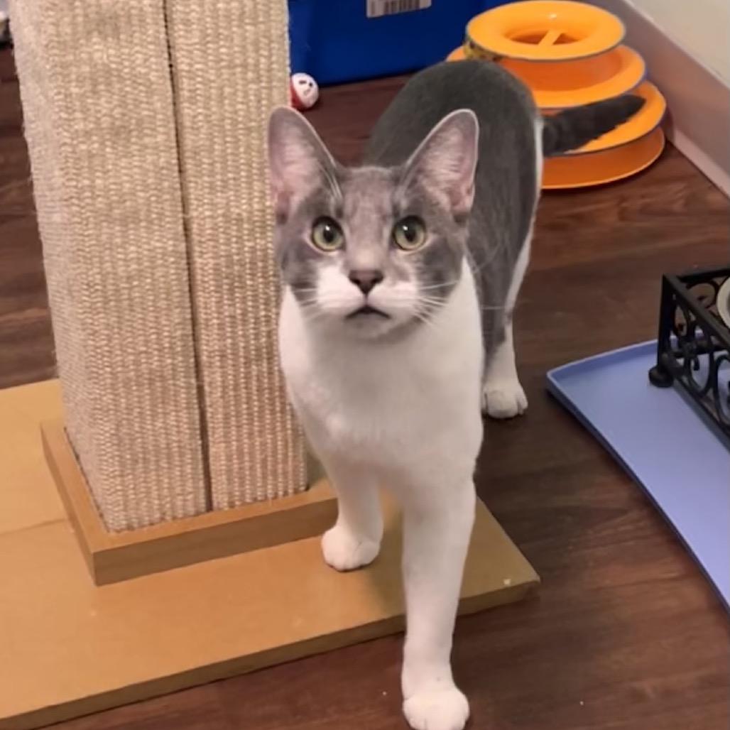 Al Purrchino, a Adoptable Domestic Short Hair in Port Richey, FL image 2/6