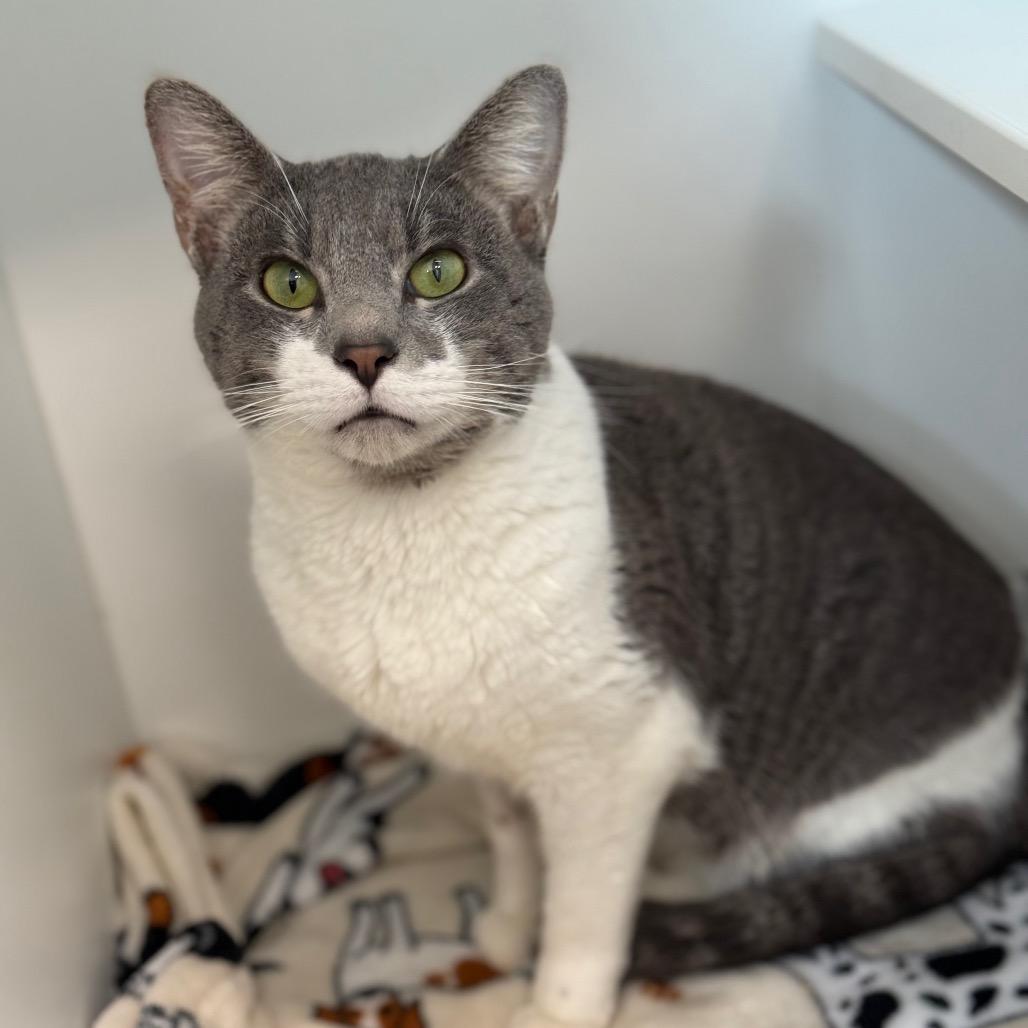 Al Purrchino, a Adoptable Domestic Short Hair in Port Richey, FL image 3/6