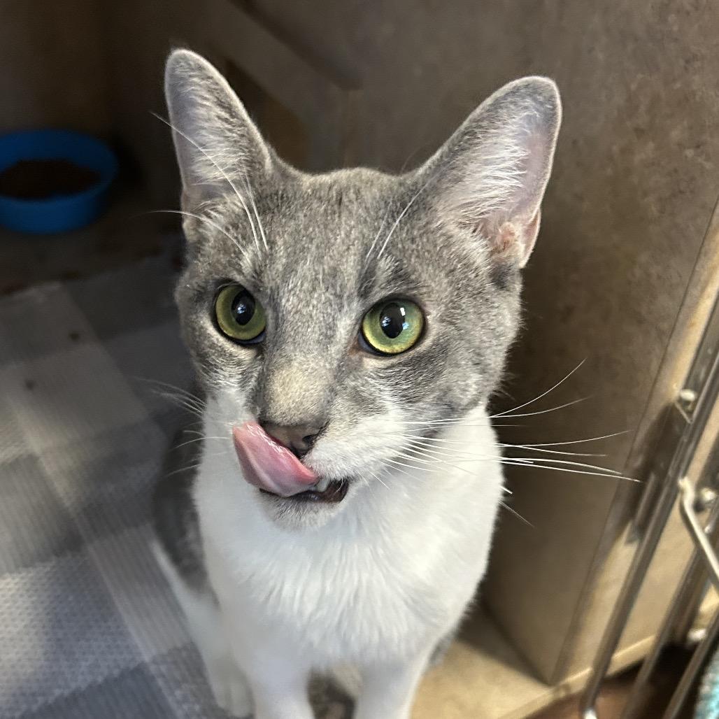 Al Purrchino, a Adoptable Domestic Short Hair in Port Richey, FL image 4/6