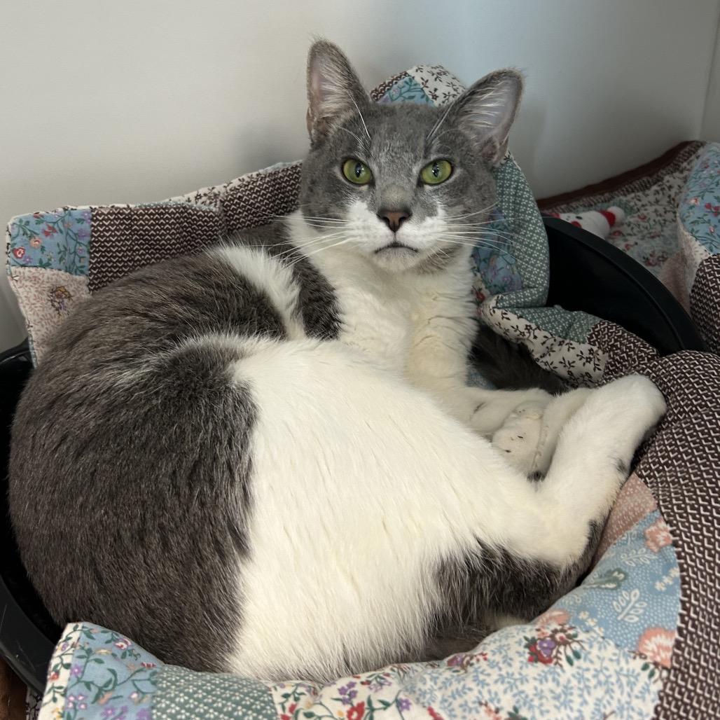 Al Purrchino, a Adoptable Domestic Short Hair in Port Richey, FL image 5/6