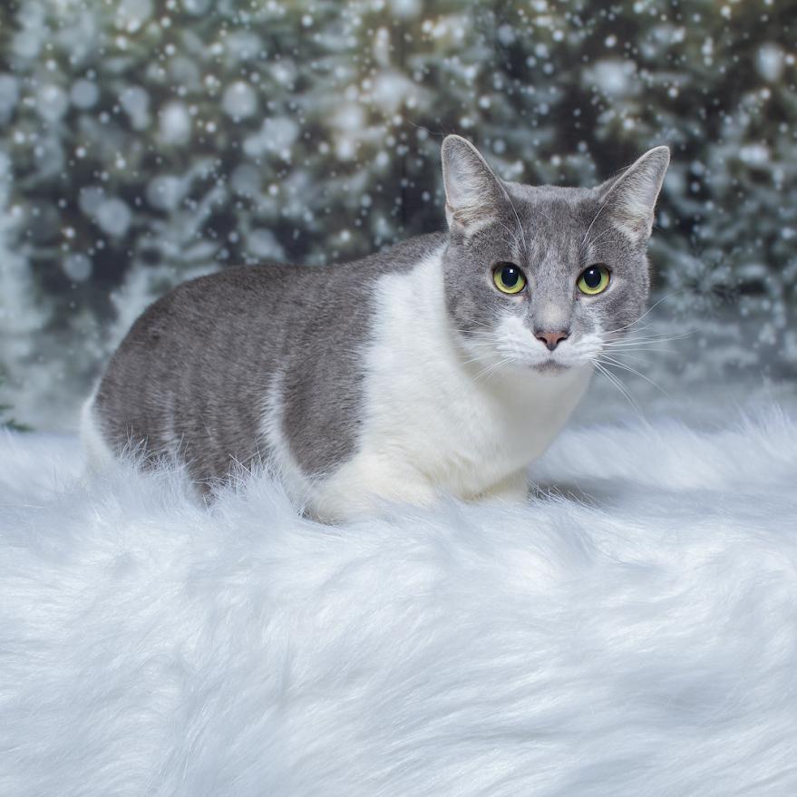 Al Purrchino, a Adoptable Domestic Short Hair in Port Richey, FL image 6/6