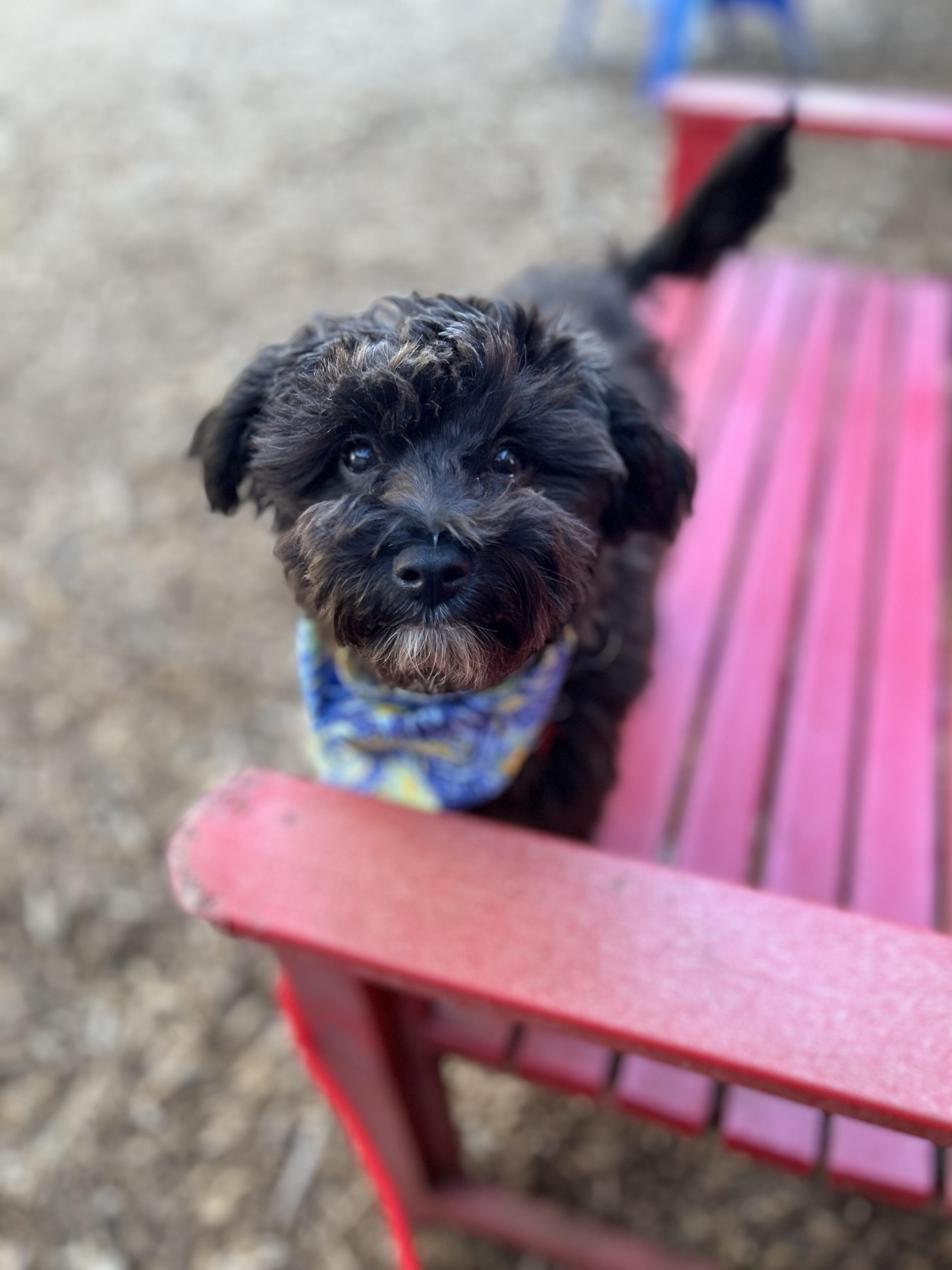 Cole, ADOPTABLE, Young Male Yorkie Poo & Yorkshire Terrier.
