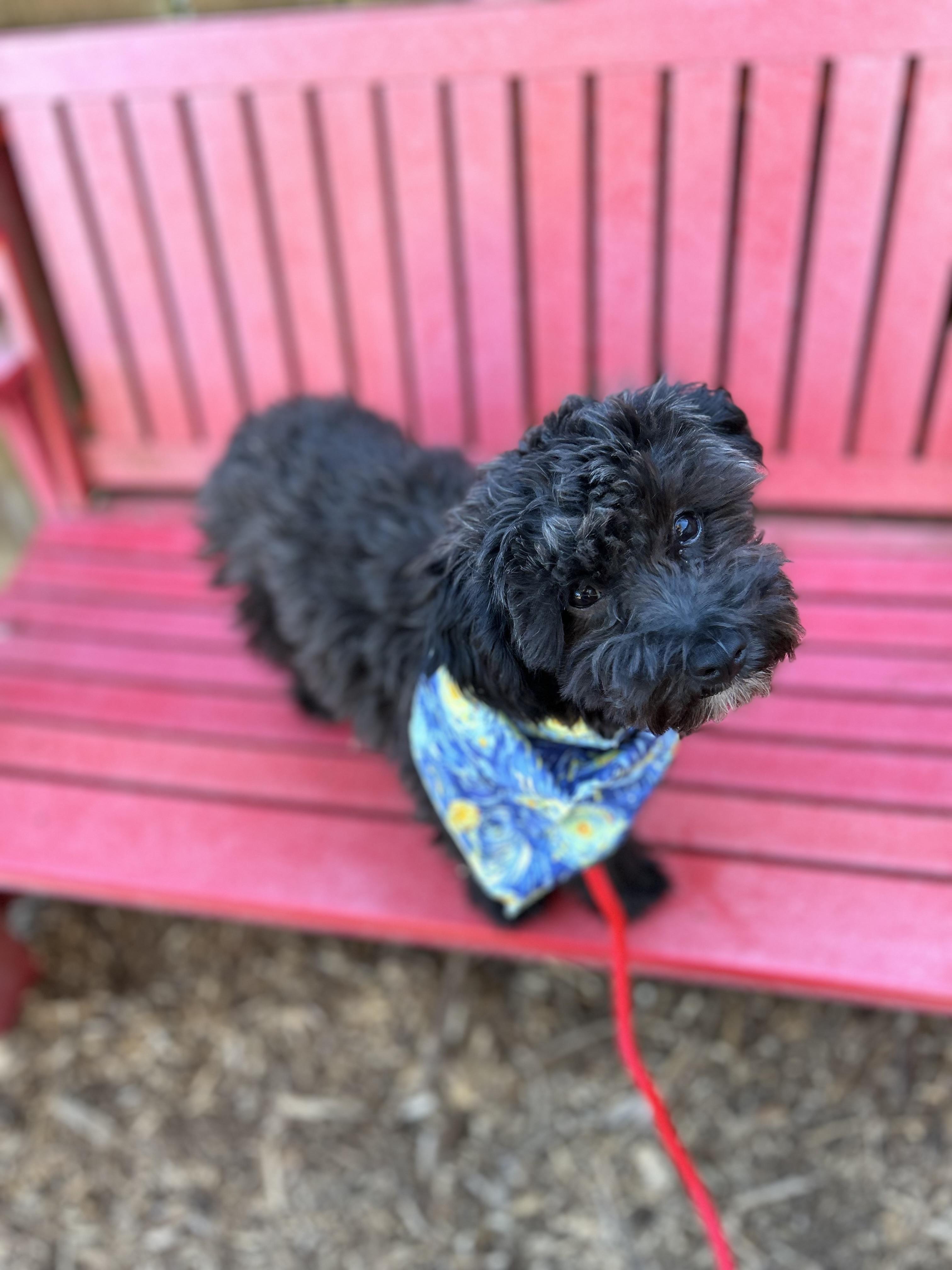 Enlarge Cole, a ADOPTABLE mixed breed in lynnwood , WA image 3/6