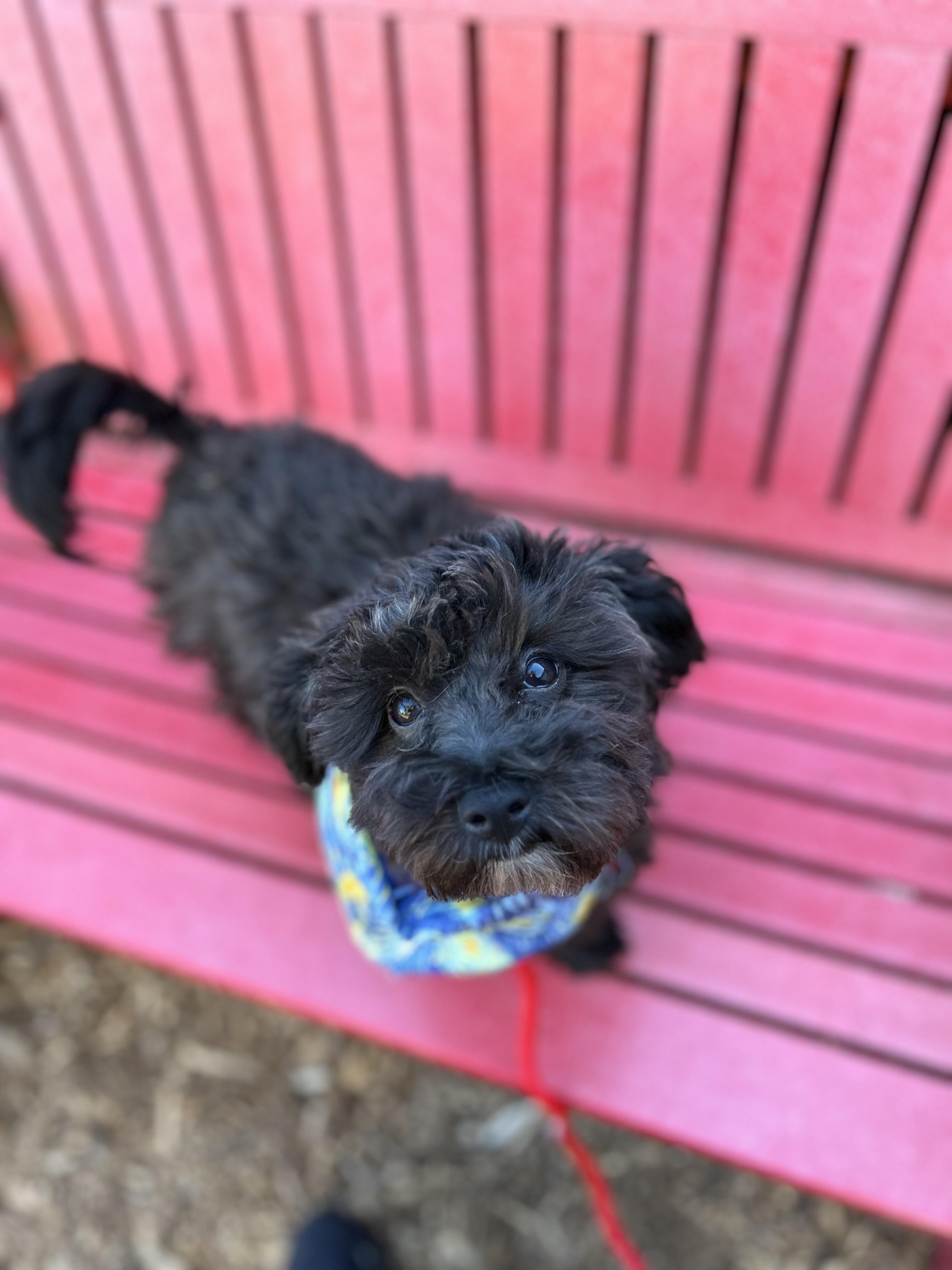 Enlarge Cole, a ADOPTABLE mixed breed in lynnwood , WA image 4/6