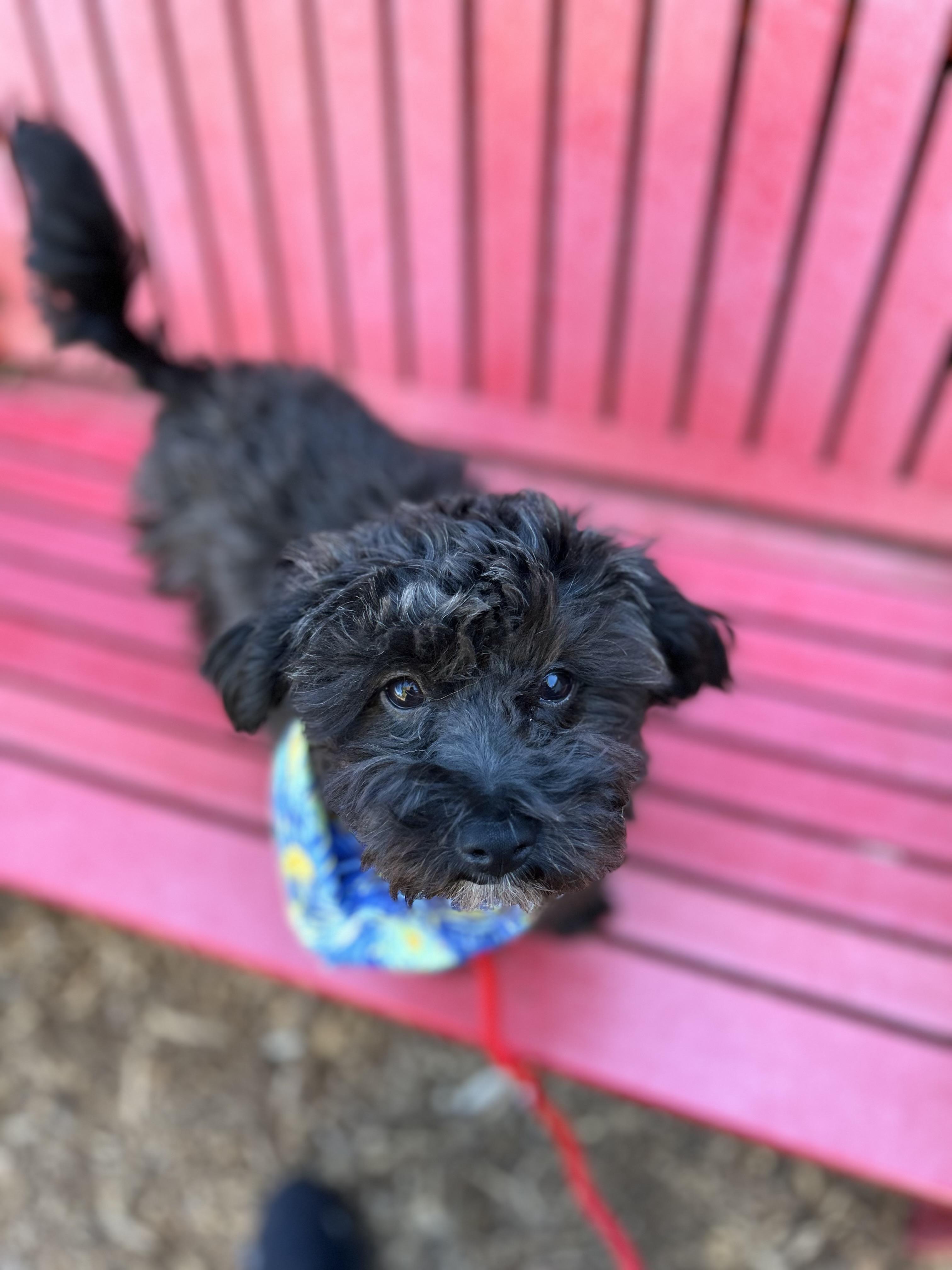Enlarge Cole, a ADOPTABLE mixed breed in lynnwood , WA image 5/6