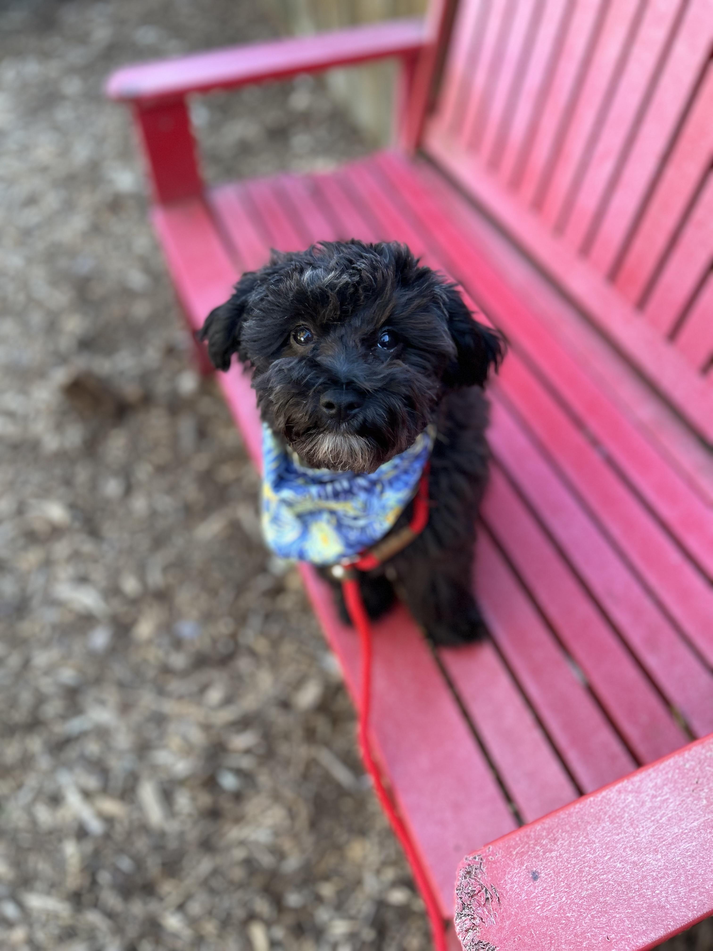 Enlarge Cole, a ADOPTABLE mixed breed in lynnwood , WA image 2/6