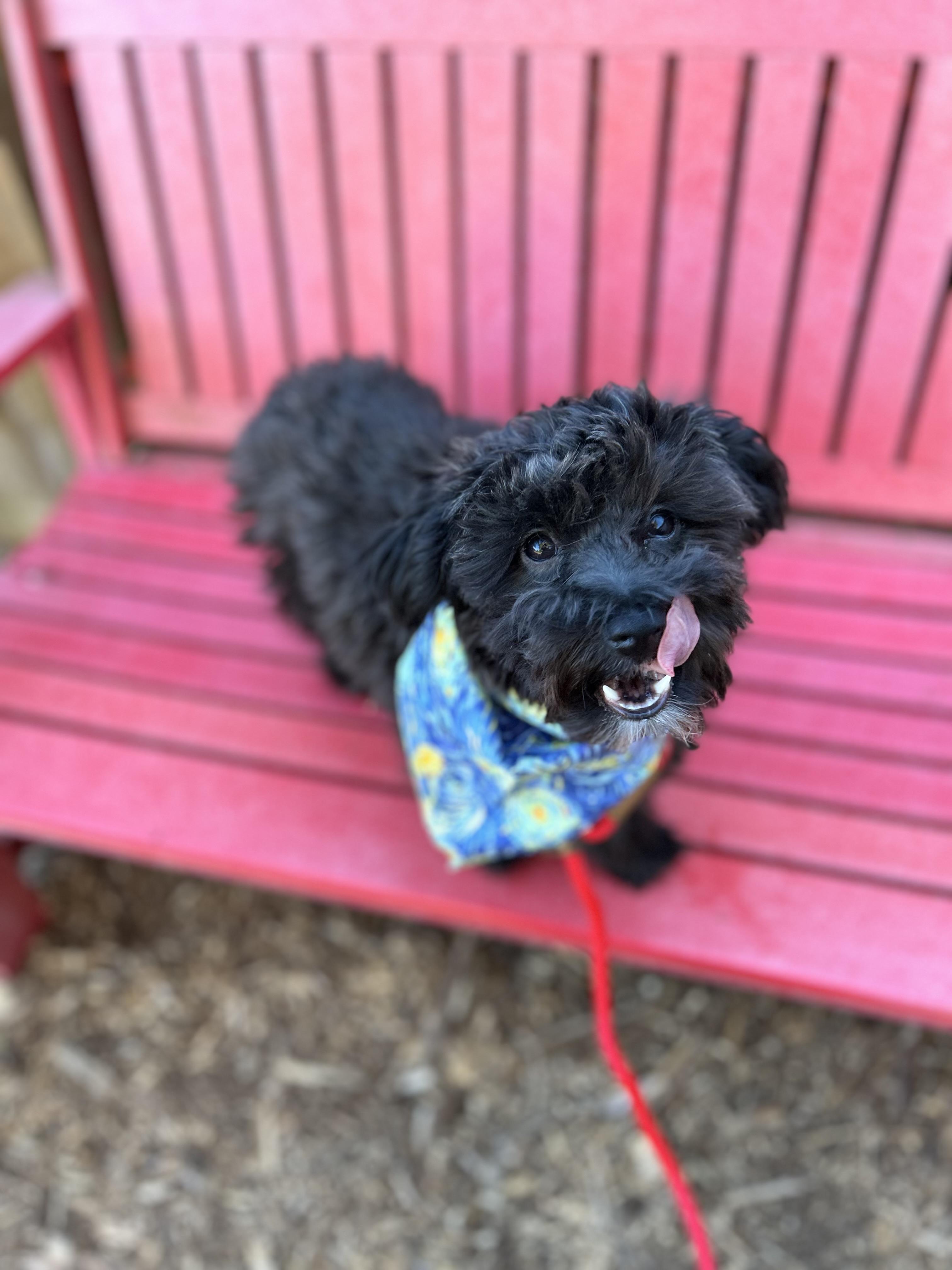 Enlarge Cole, a ADOPTABLE mixed breed in lynnwood , WA image 6/6