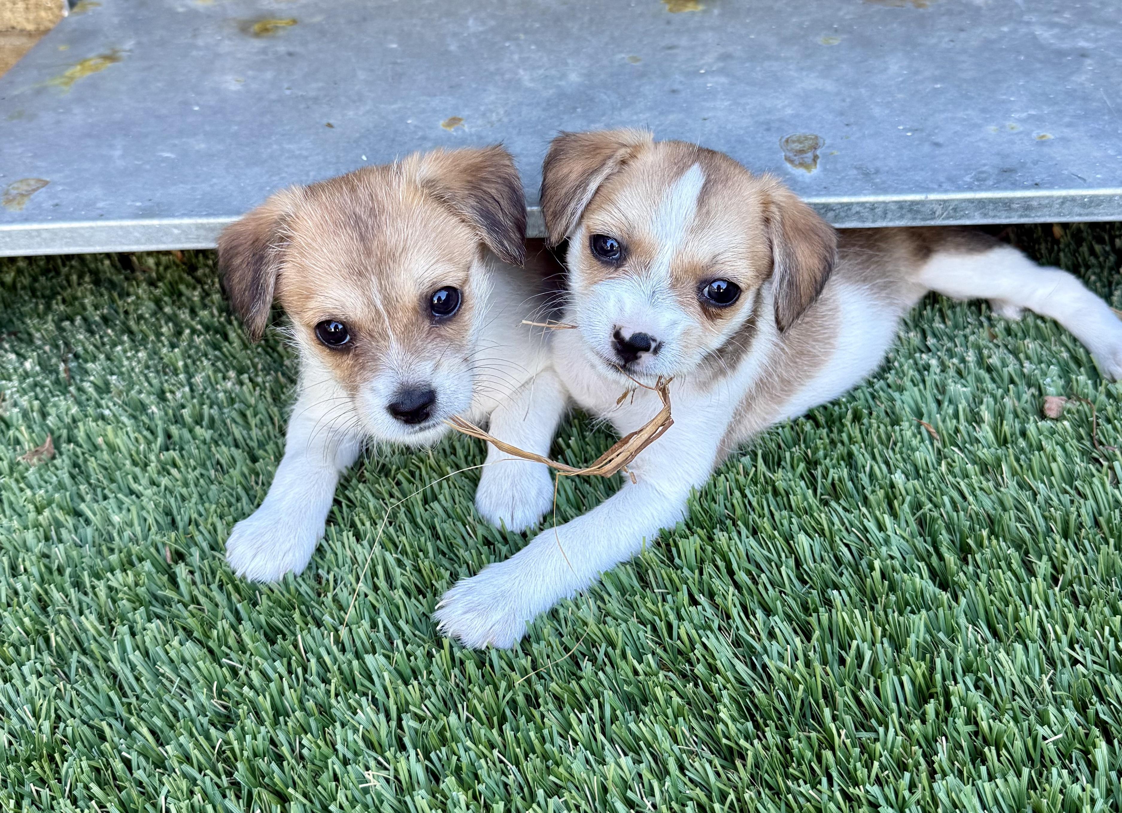 Baby Everest, ADOPTABLE, Puppy Female Terrier.