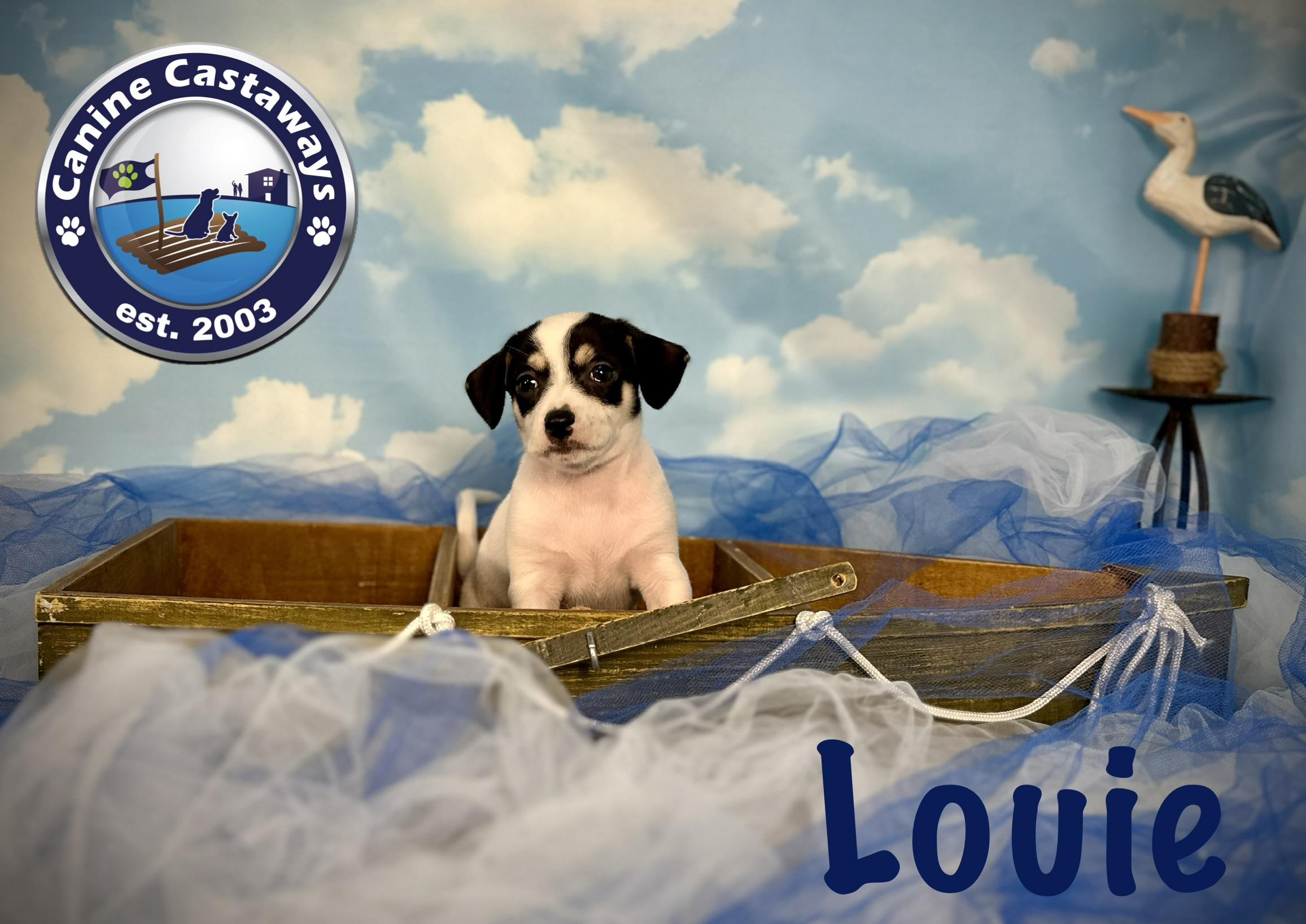 Louie, an adopted mixed breed in Arcadia, FL image 2/4
