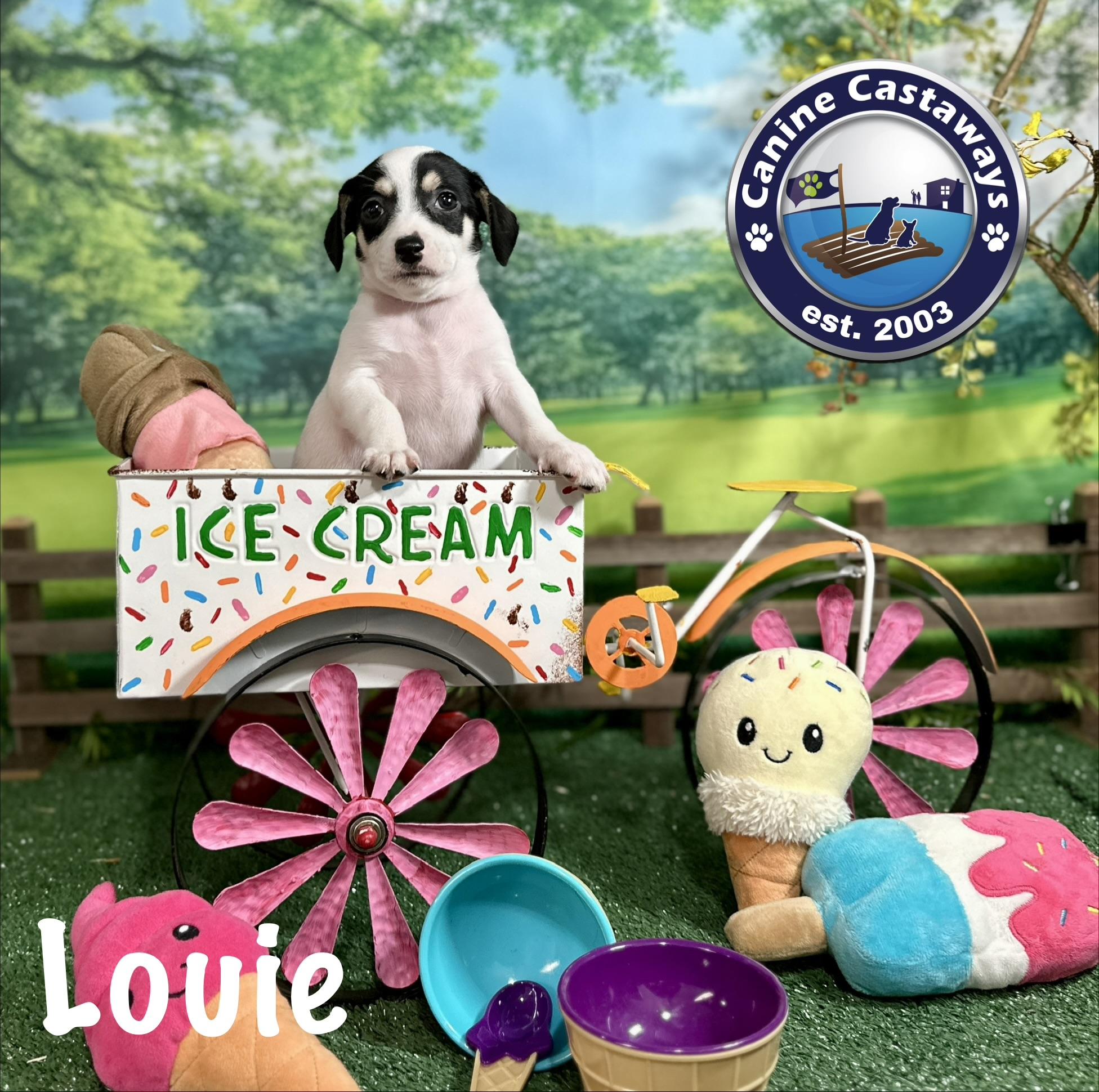 Louie, adopted, Puppy Male Rat Terrier.