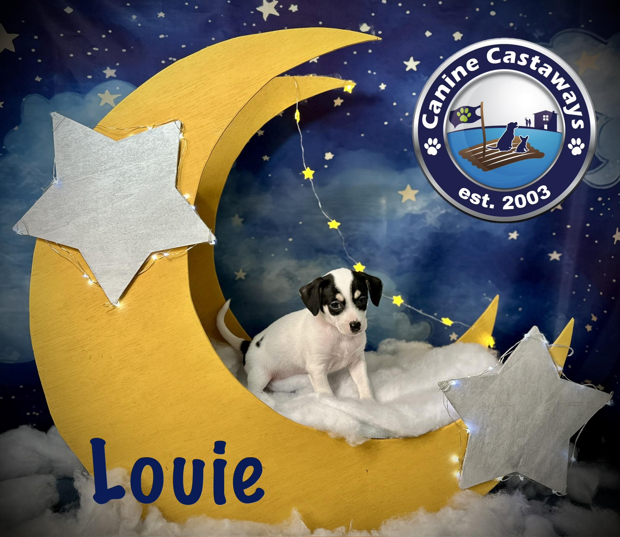 Louie, an adopted mixed breed in Arcadia, FL image 4/4